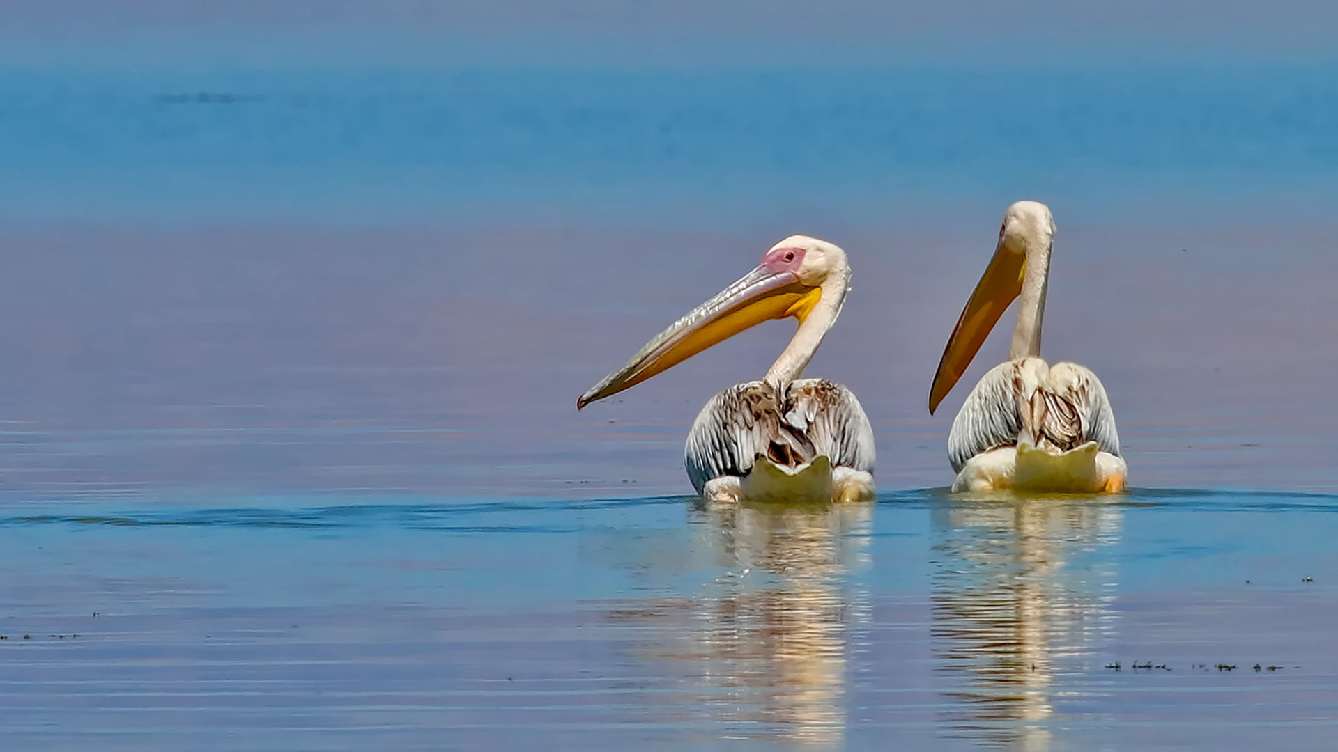 Great White Pelican