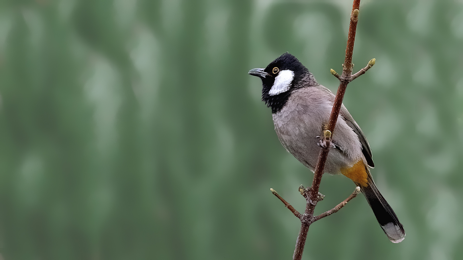 White-eared Bulbul