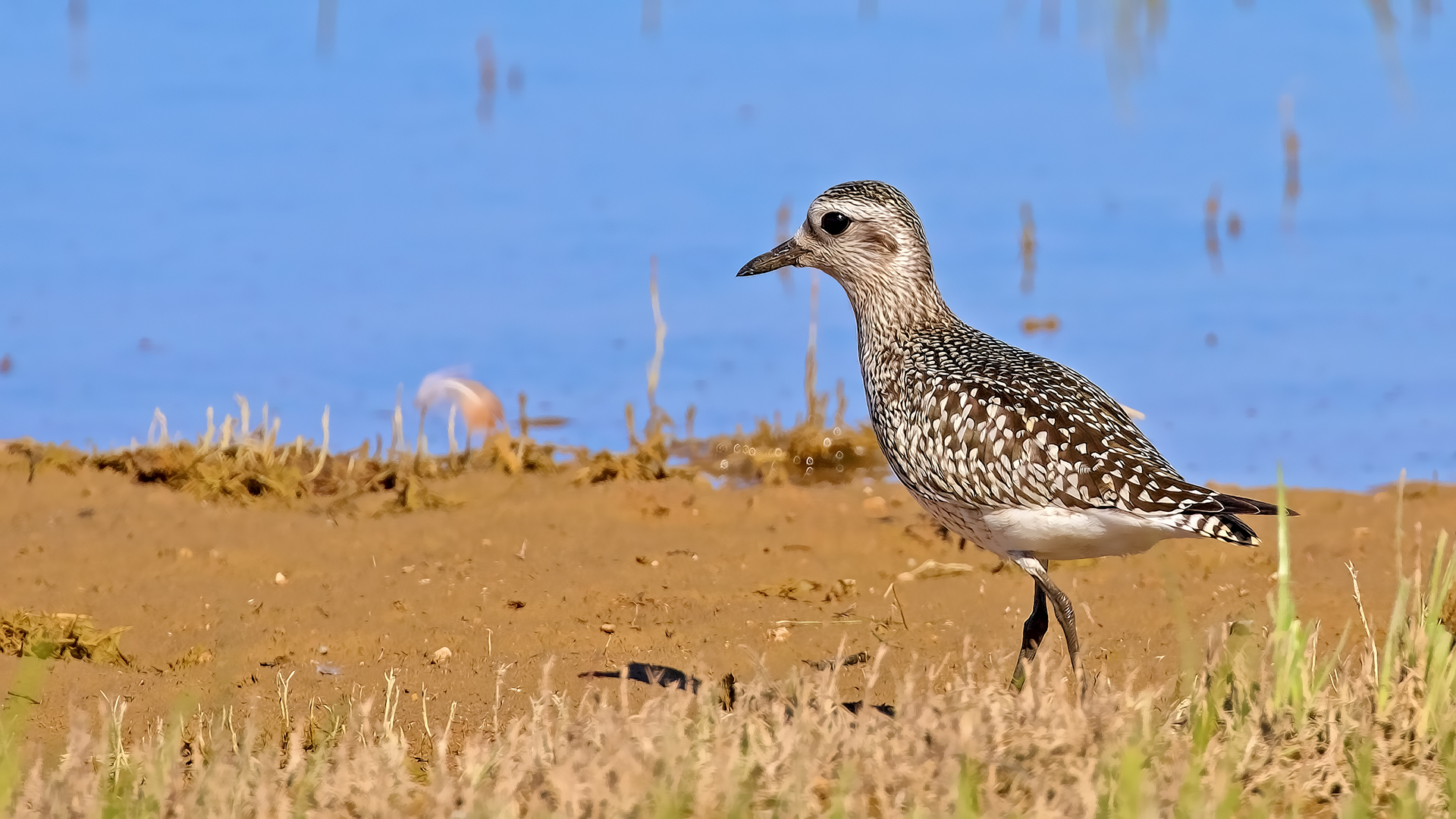 Black-bellied Plover