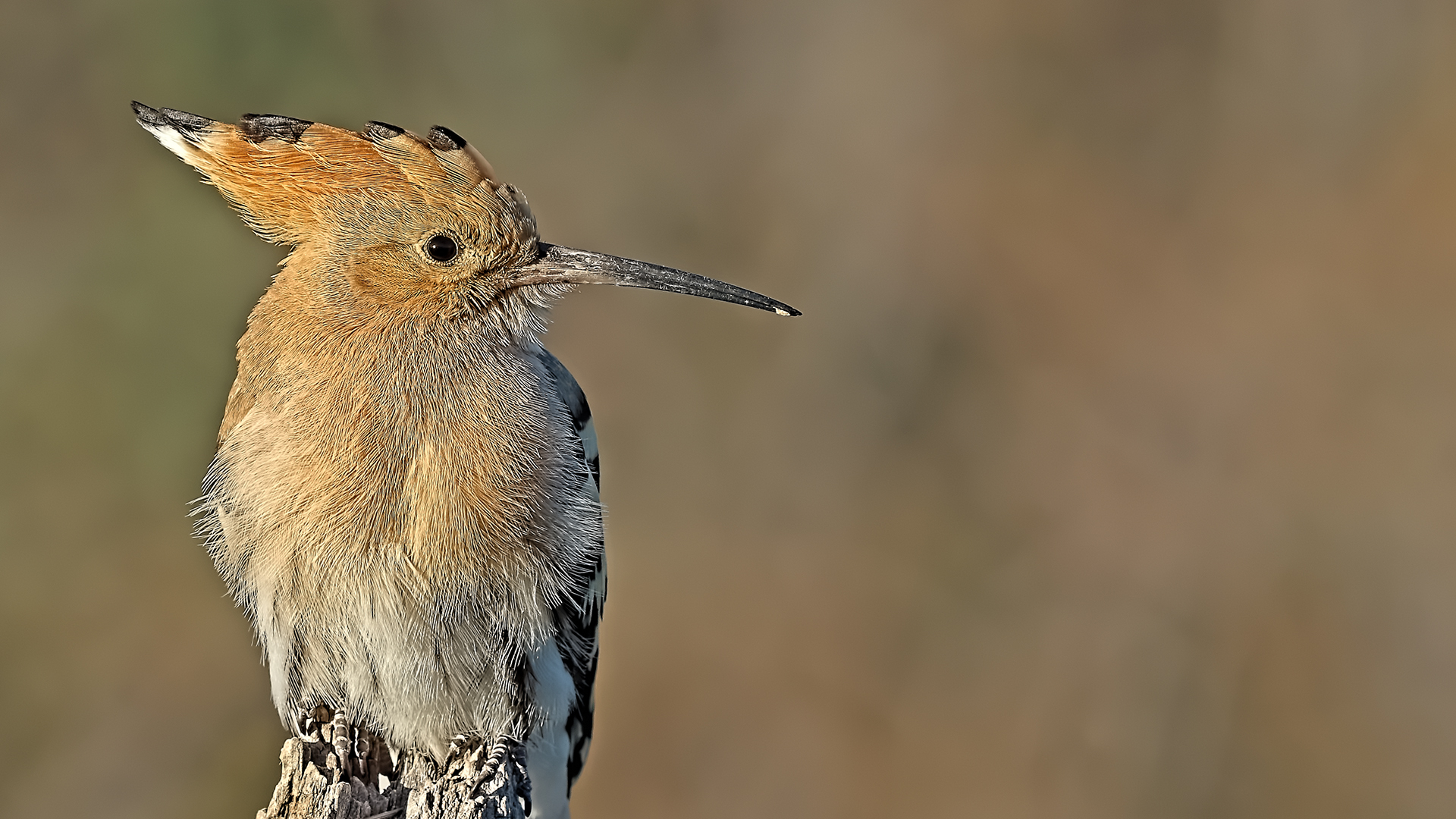 Eurasian Hoopoe