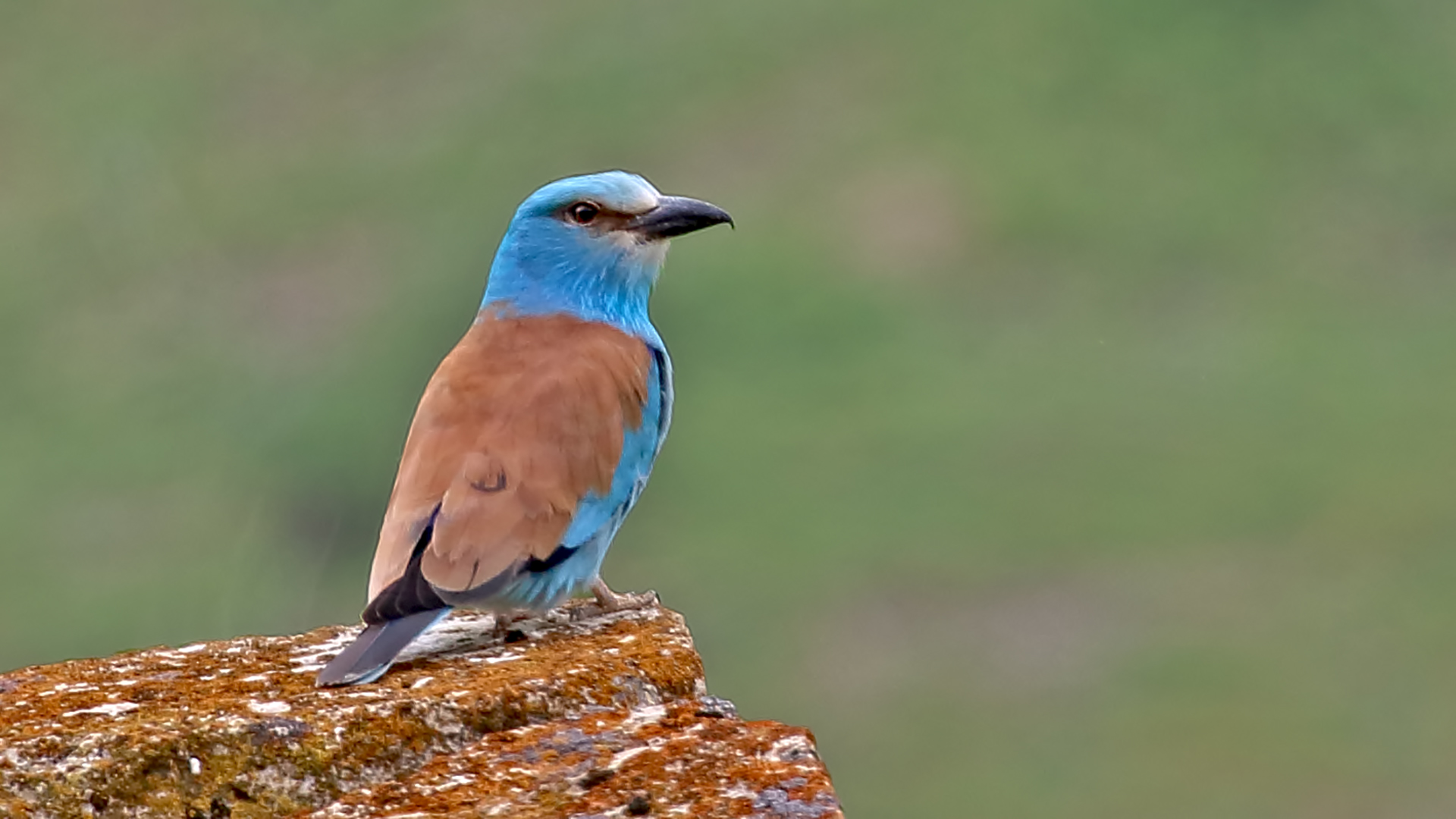 European Roller
