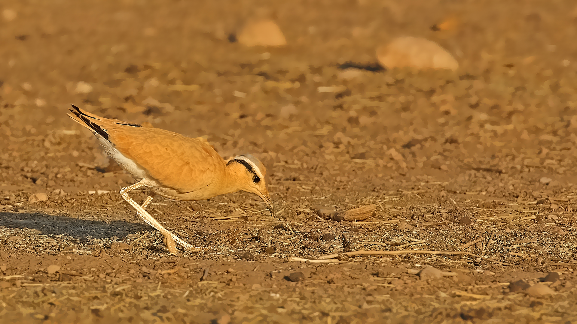 Cream-colored Courser — Ana fotoğraf