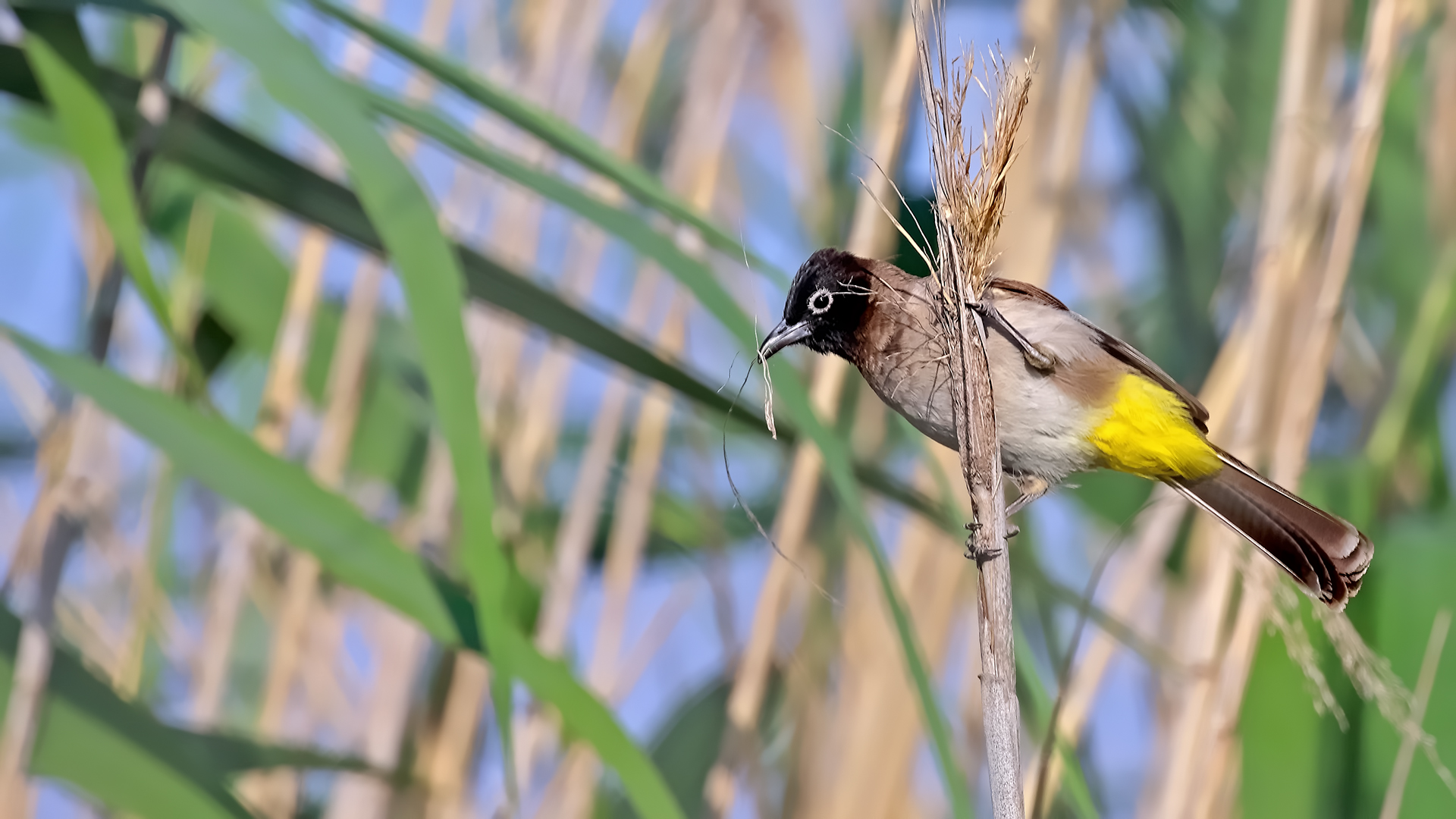 White-spectacled Bulbul