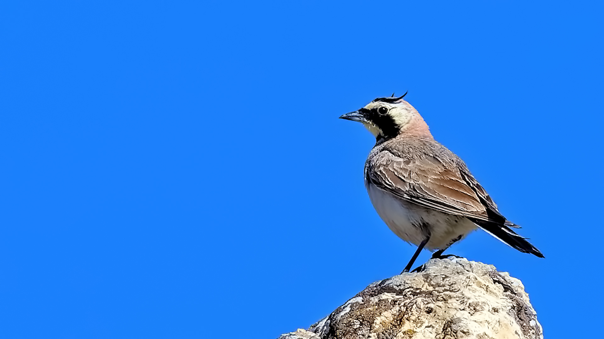 Horned Lark — Ana fotoğraf