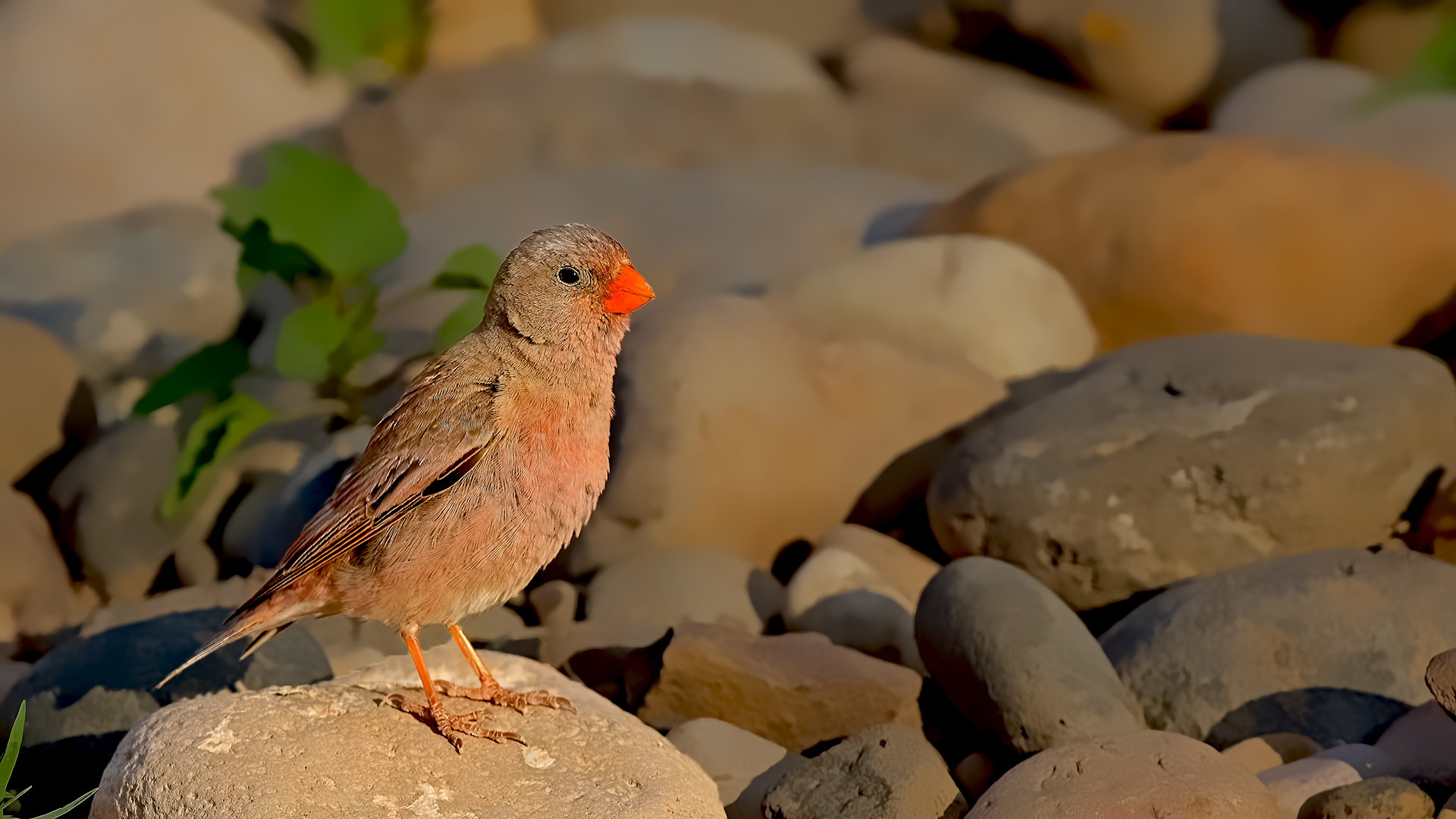 Trumpeter Finch