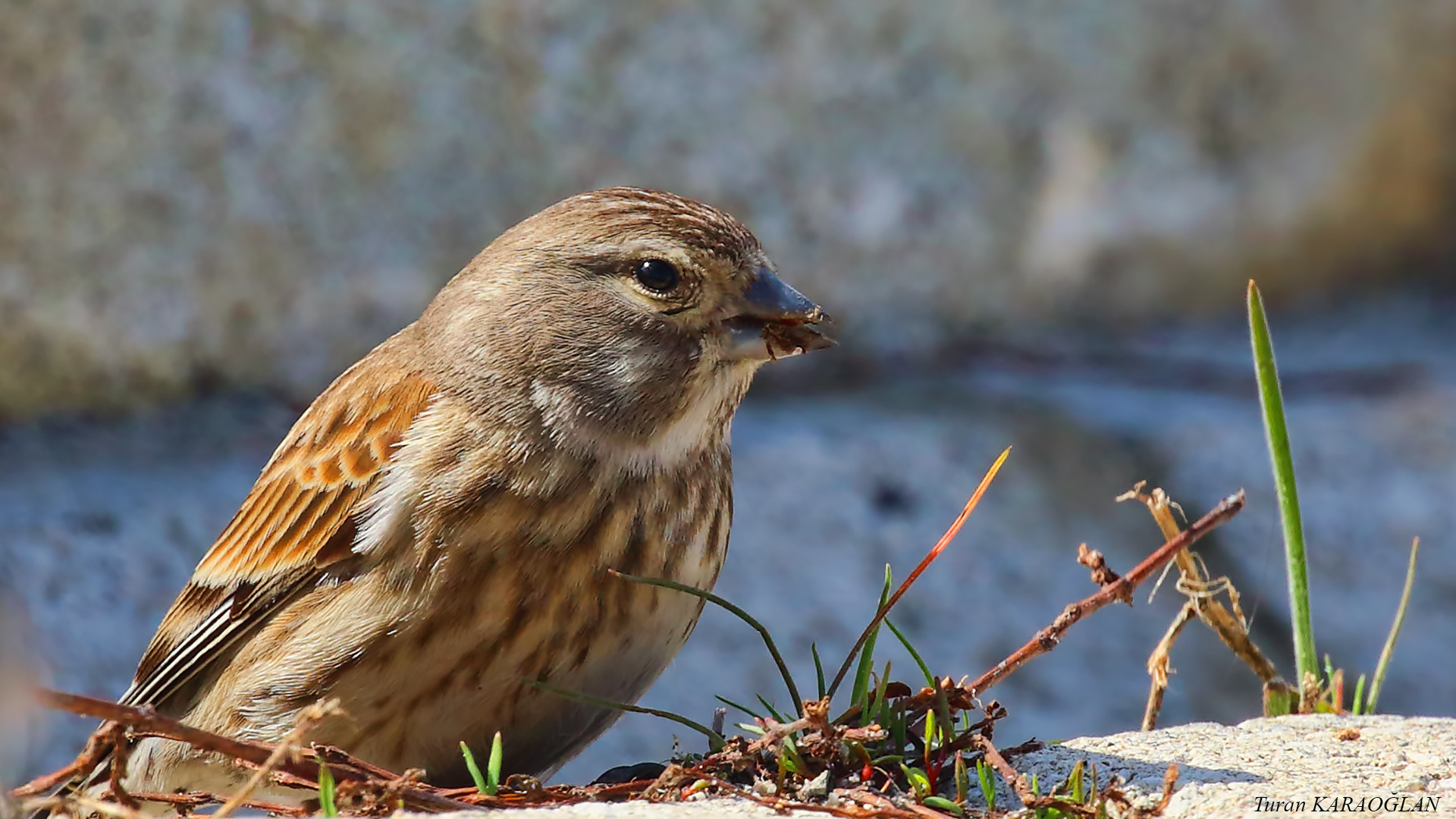 Eurasian Linnet