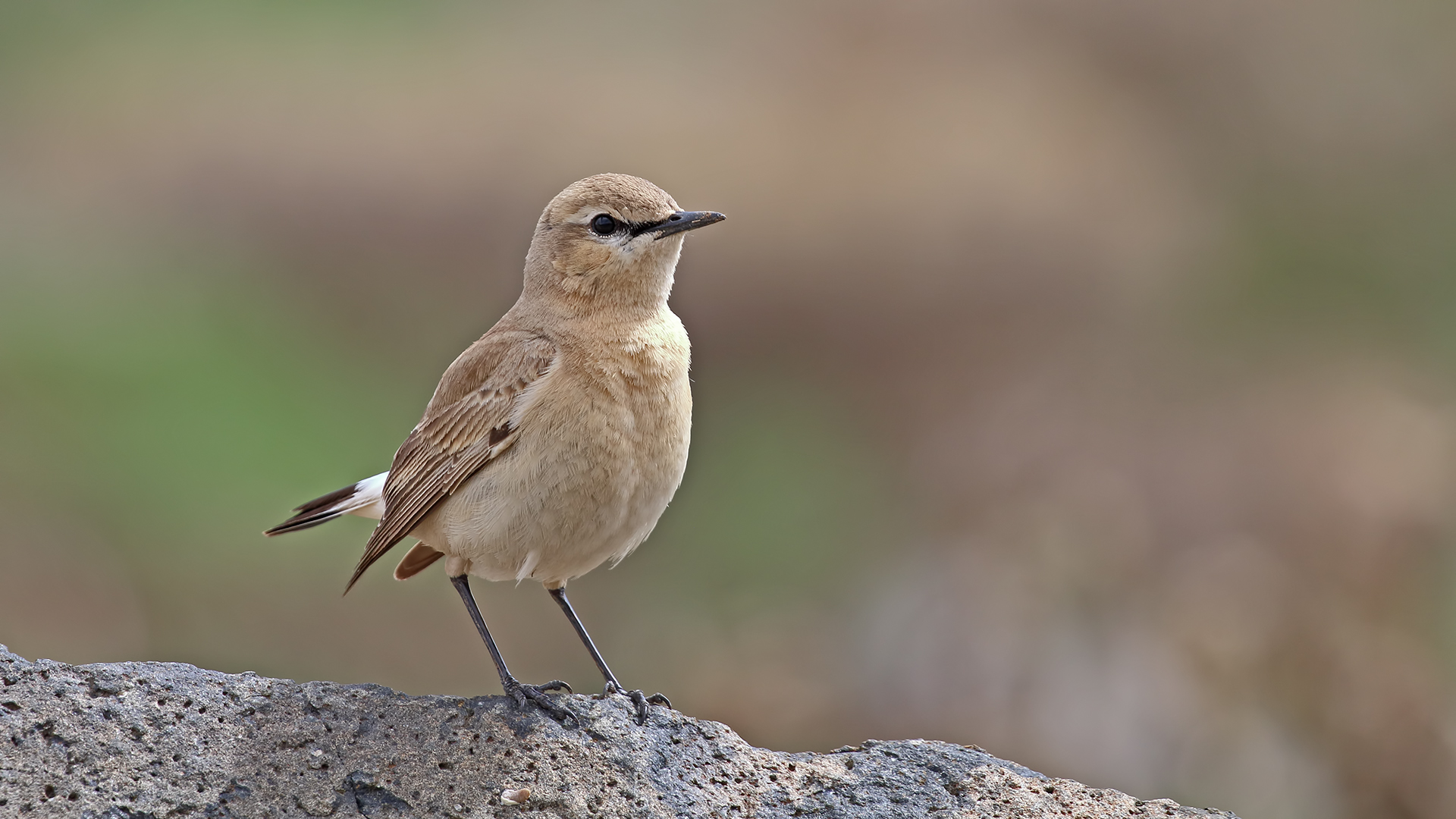 Isabelline Wheatear