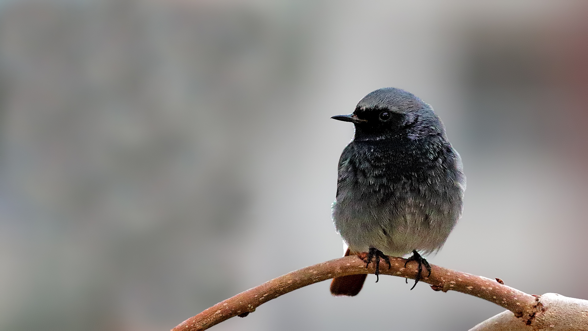 Black Redstart
