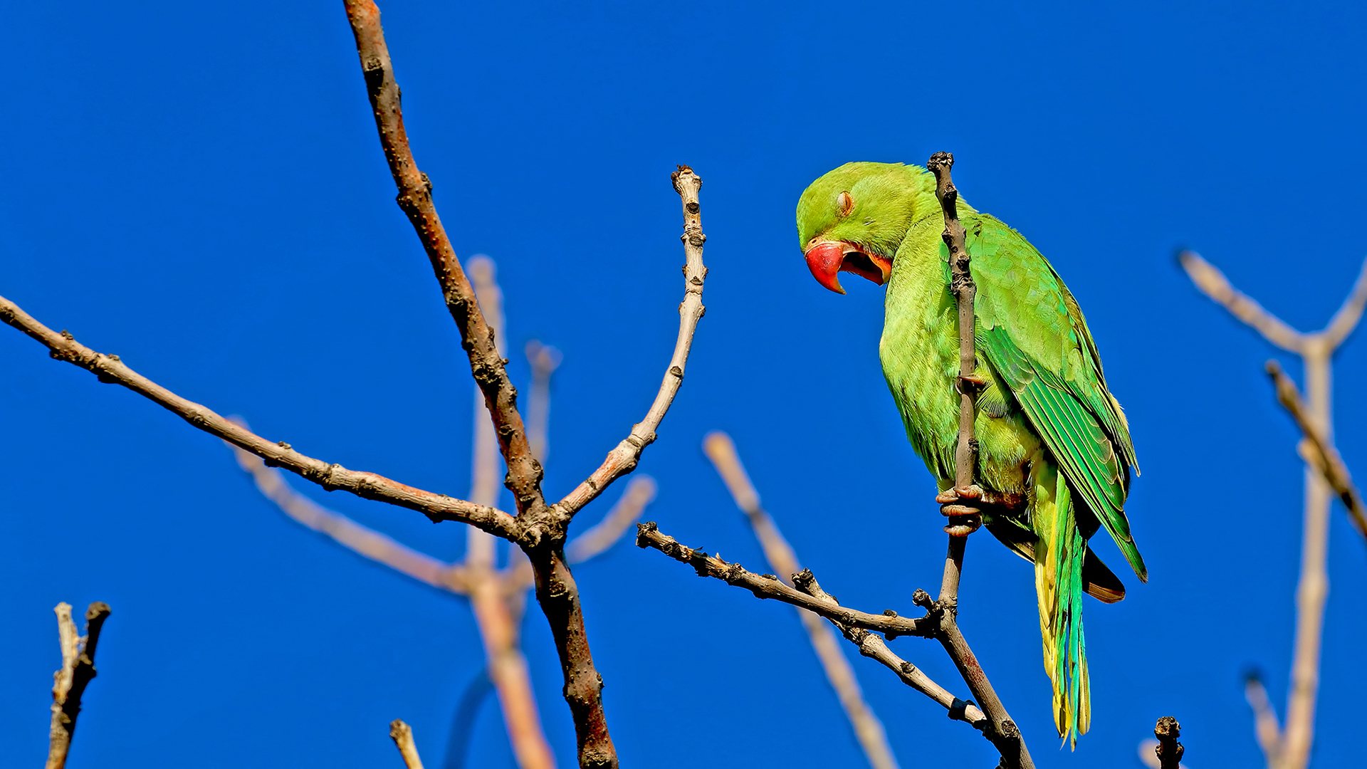 Rose-ringed Parakeet