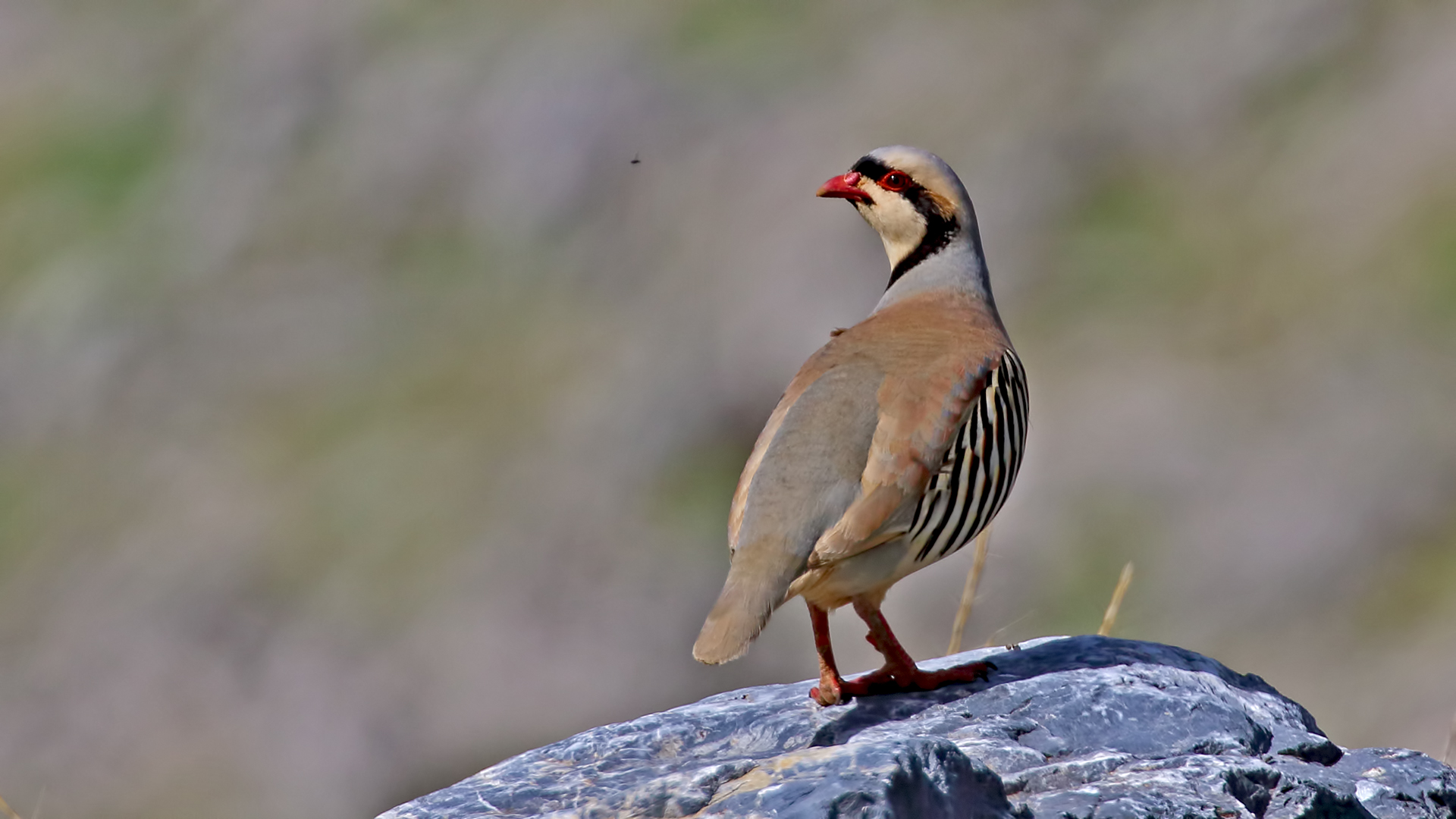 Chukar
