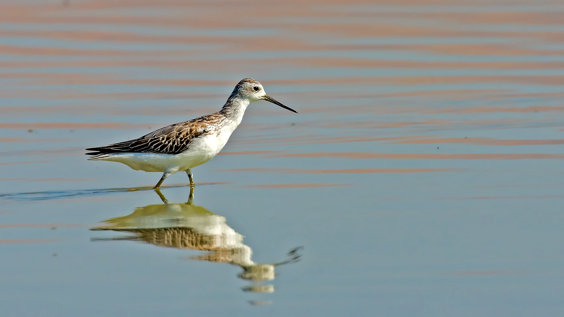 Marsh Sandpiper