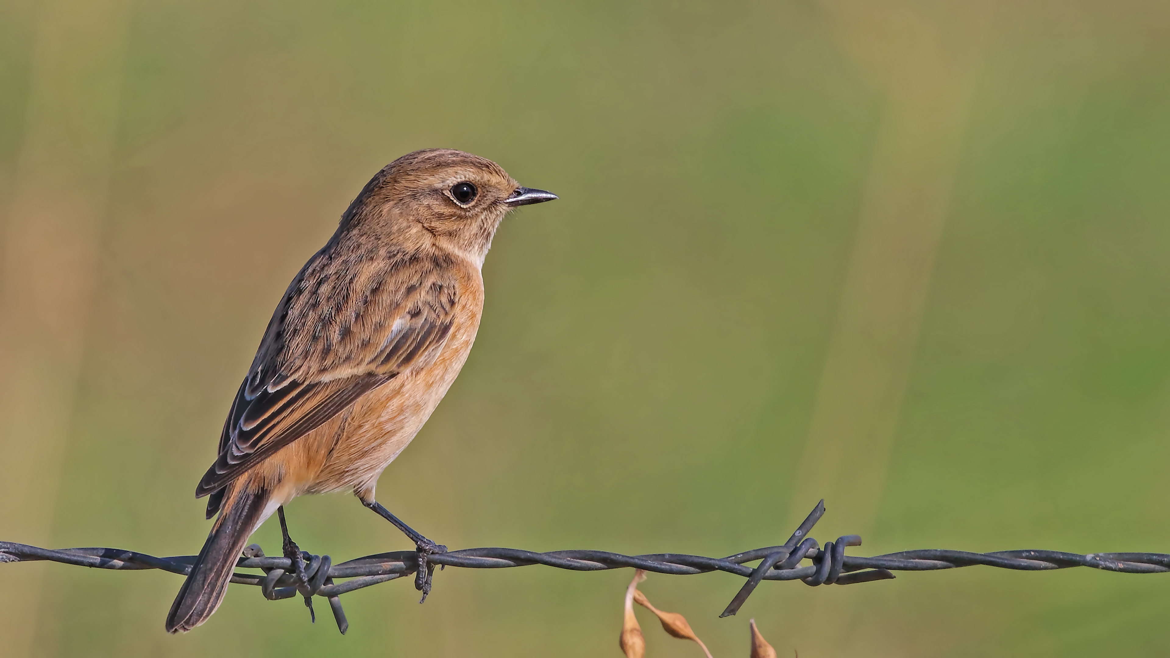 European Stonechat