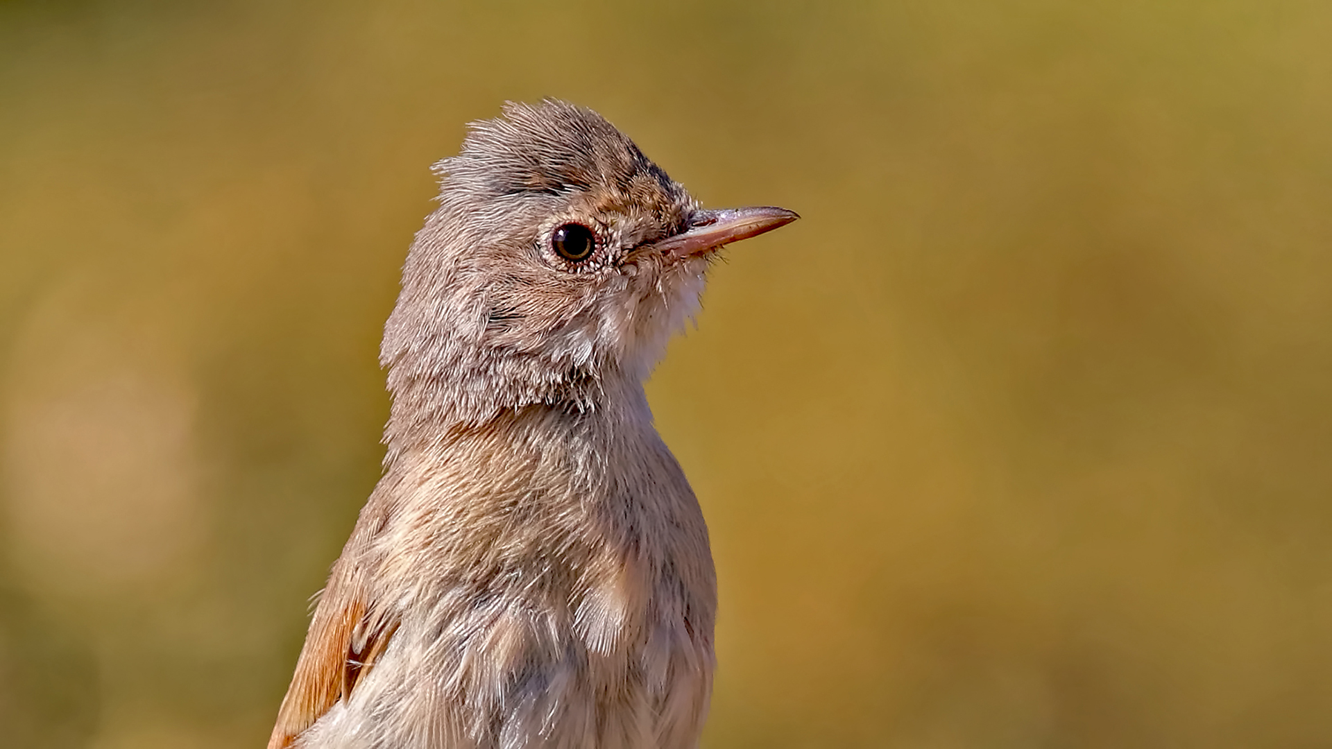 Spectacled Warbler — Ana fotoğraf