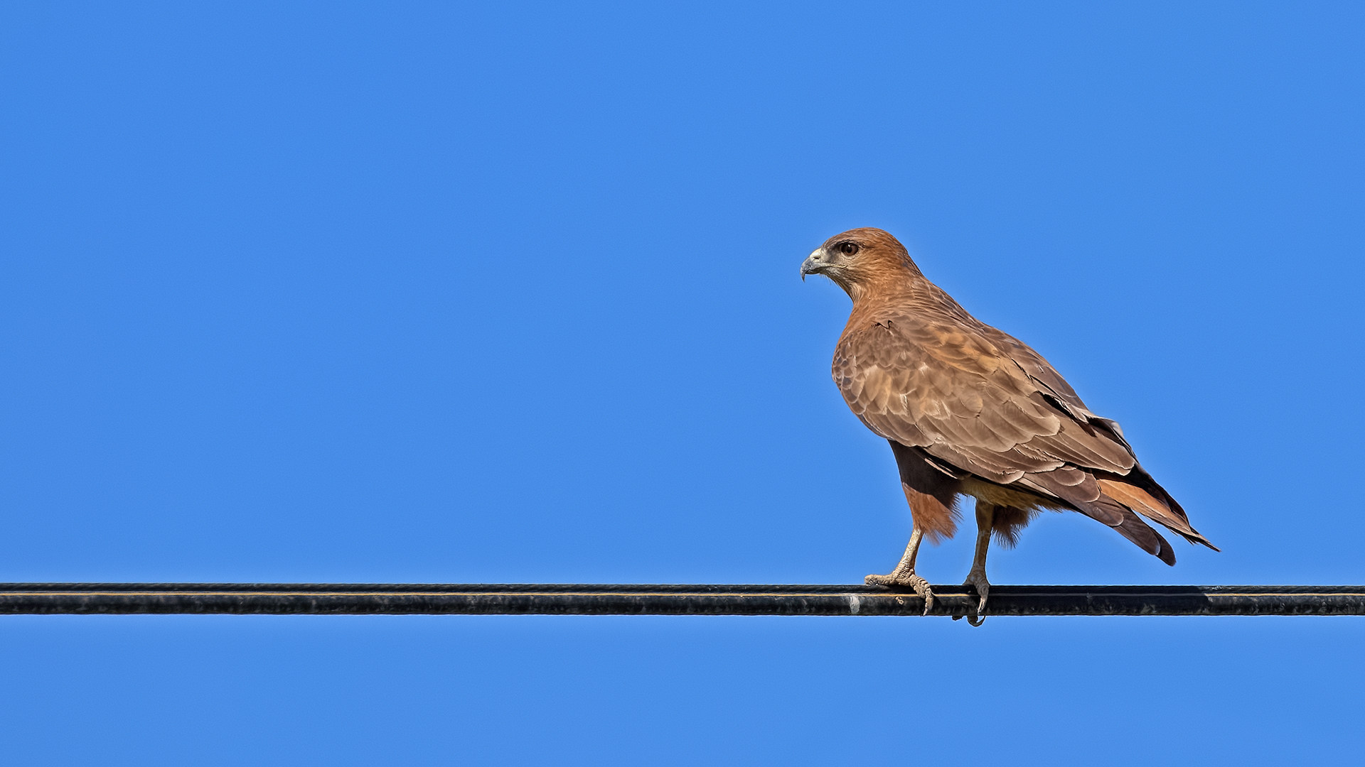 Common Buzzard