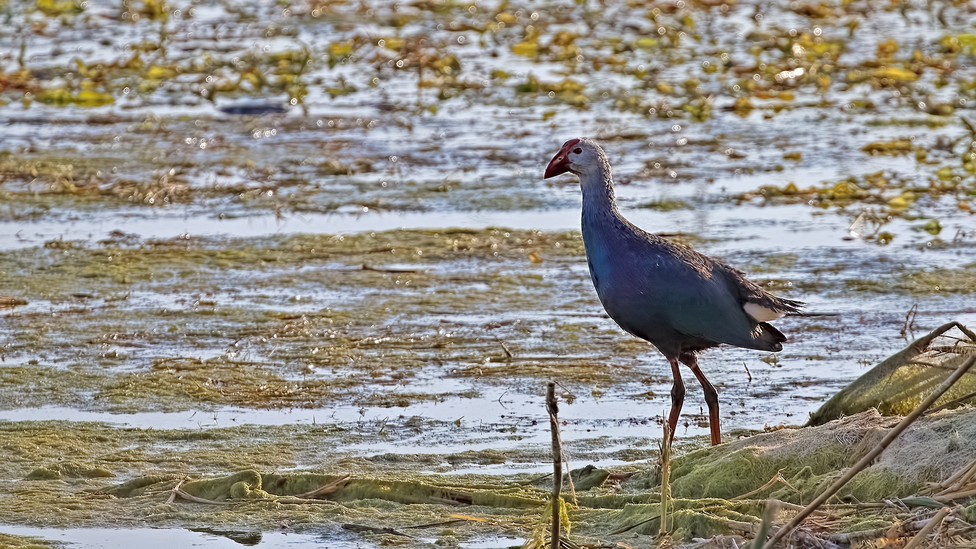 Western Swamphen