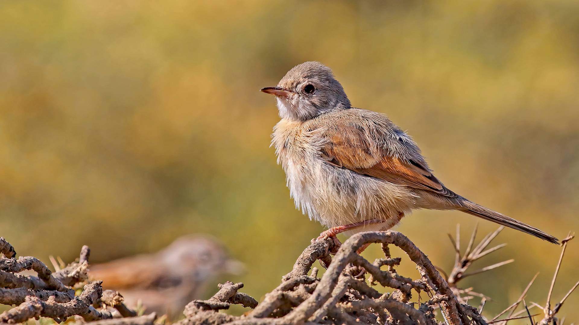 Spectacled Warbler