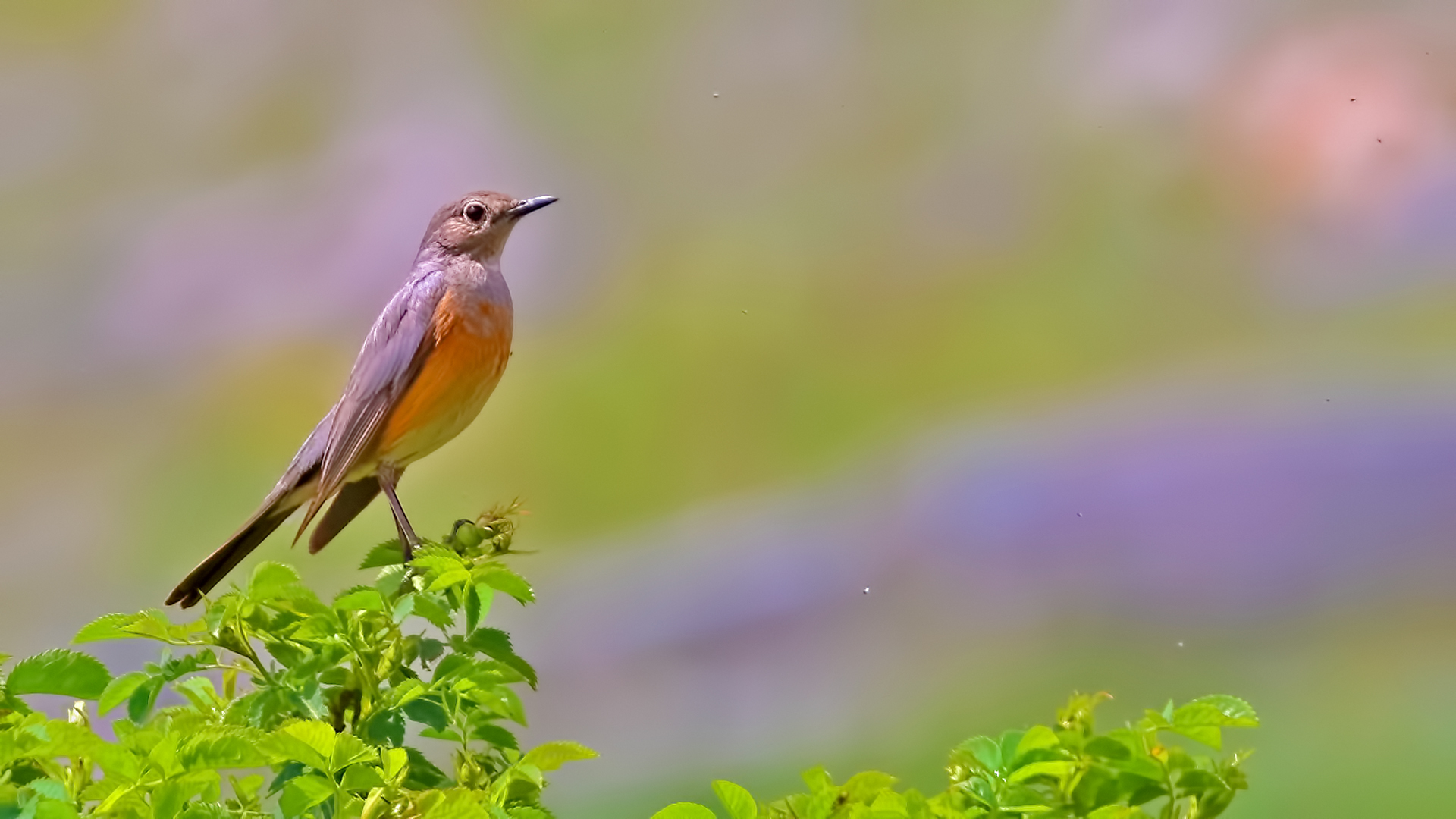 White-throated Robin