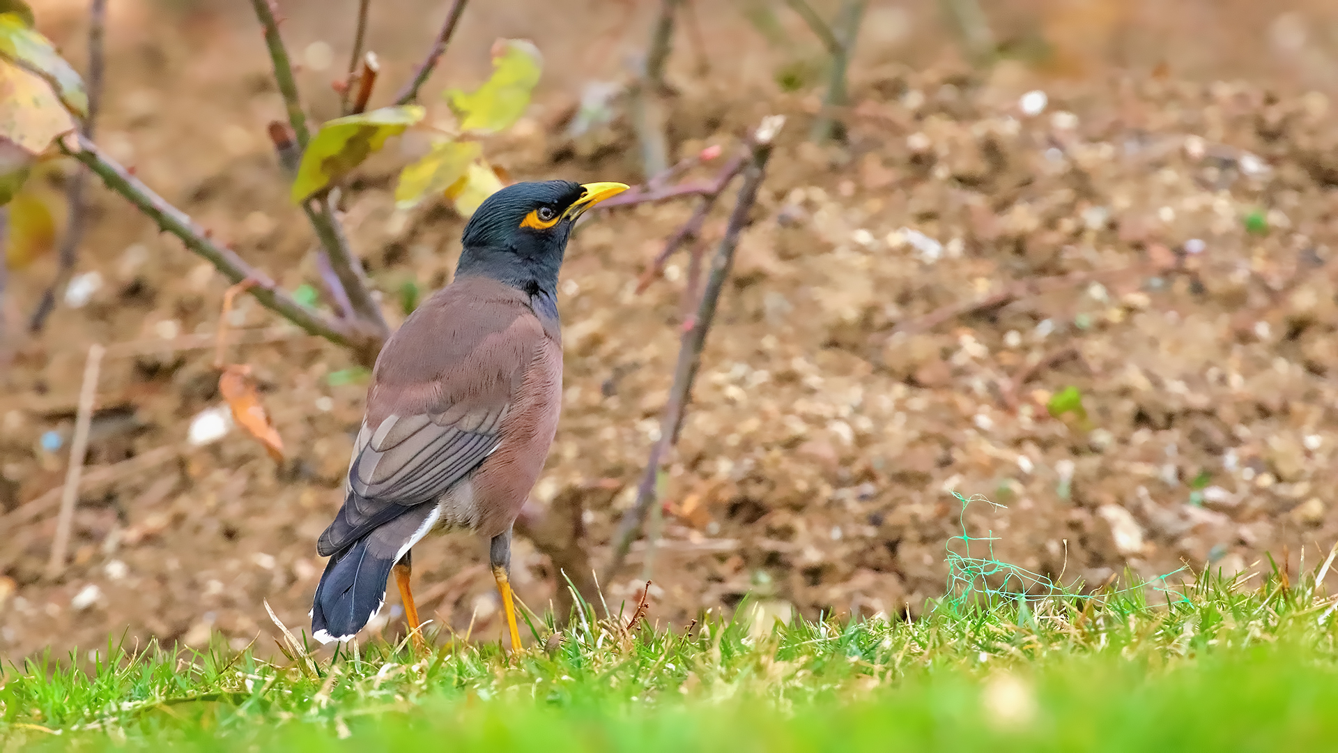Common Myna