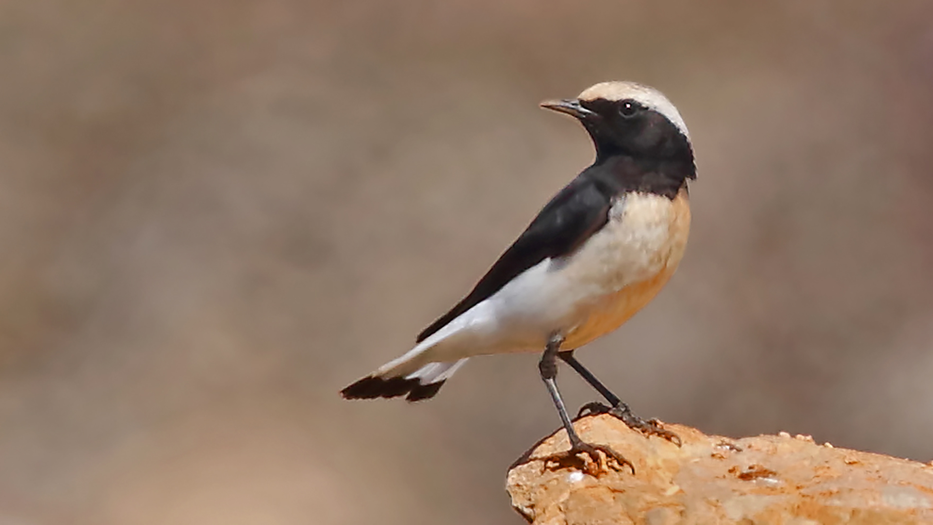 Finsch's Wheatear