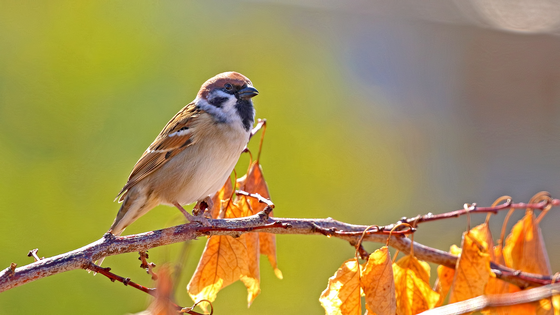 Eurasian Tree Sparrow