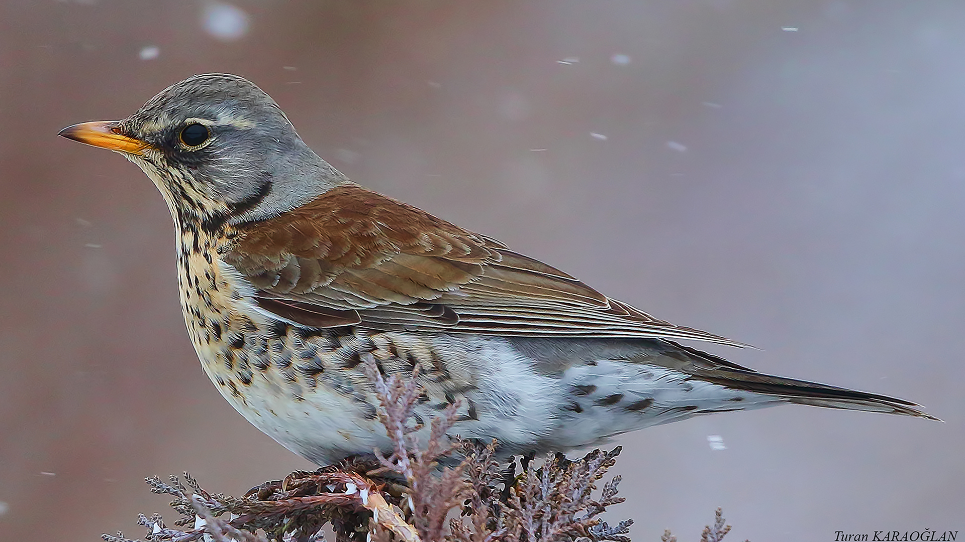 Fieldfare