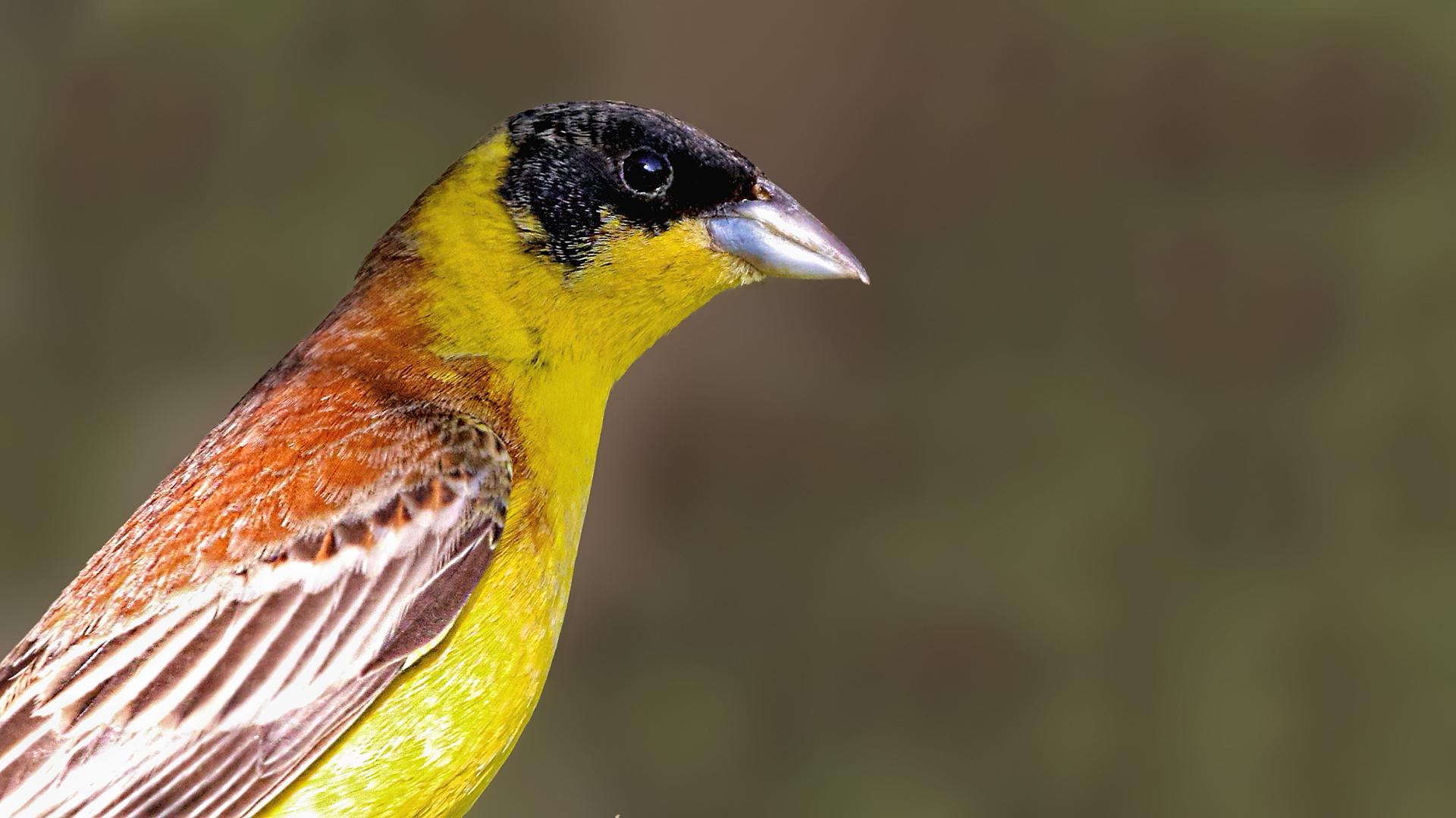 Black-headed Bunting