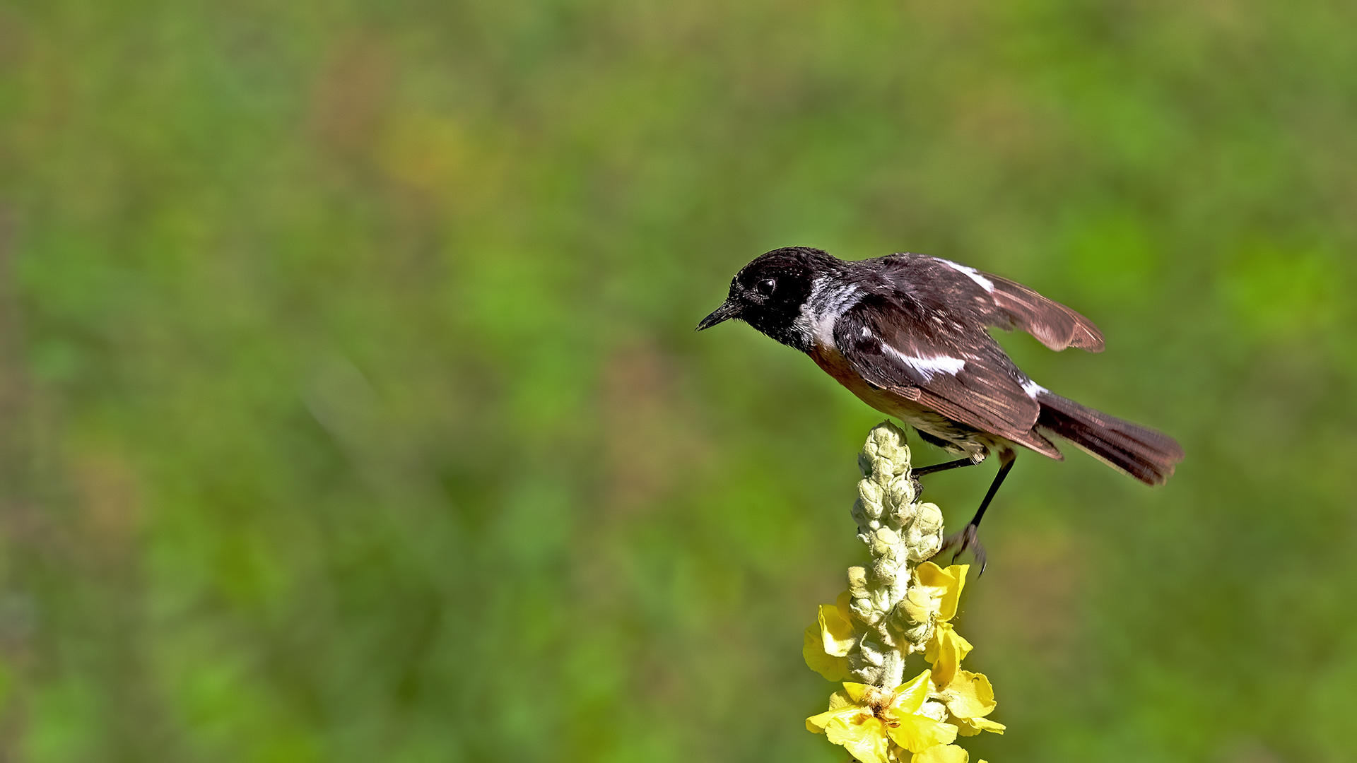 European Stonechat