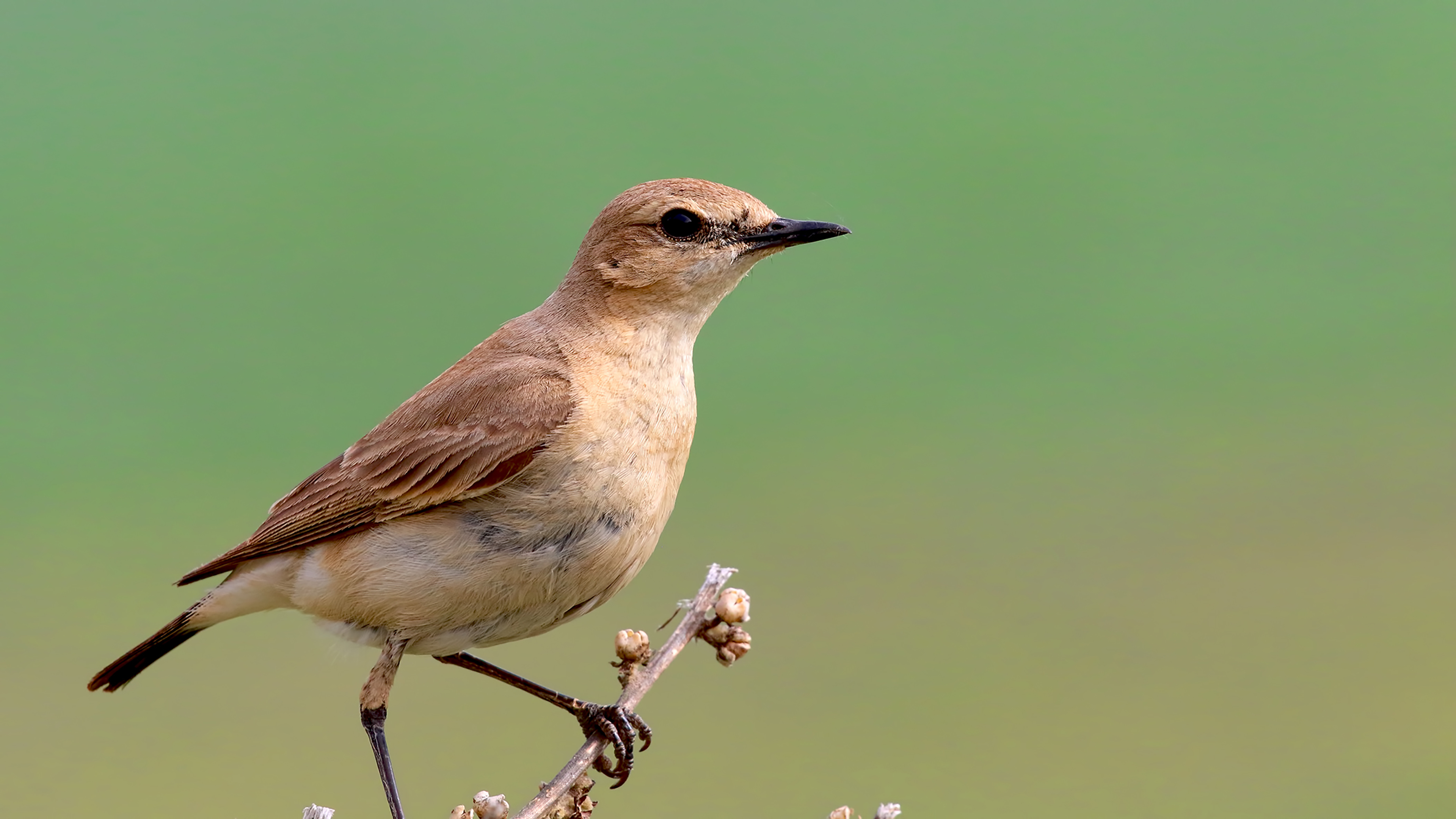 Isabelline Wheatear