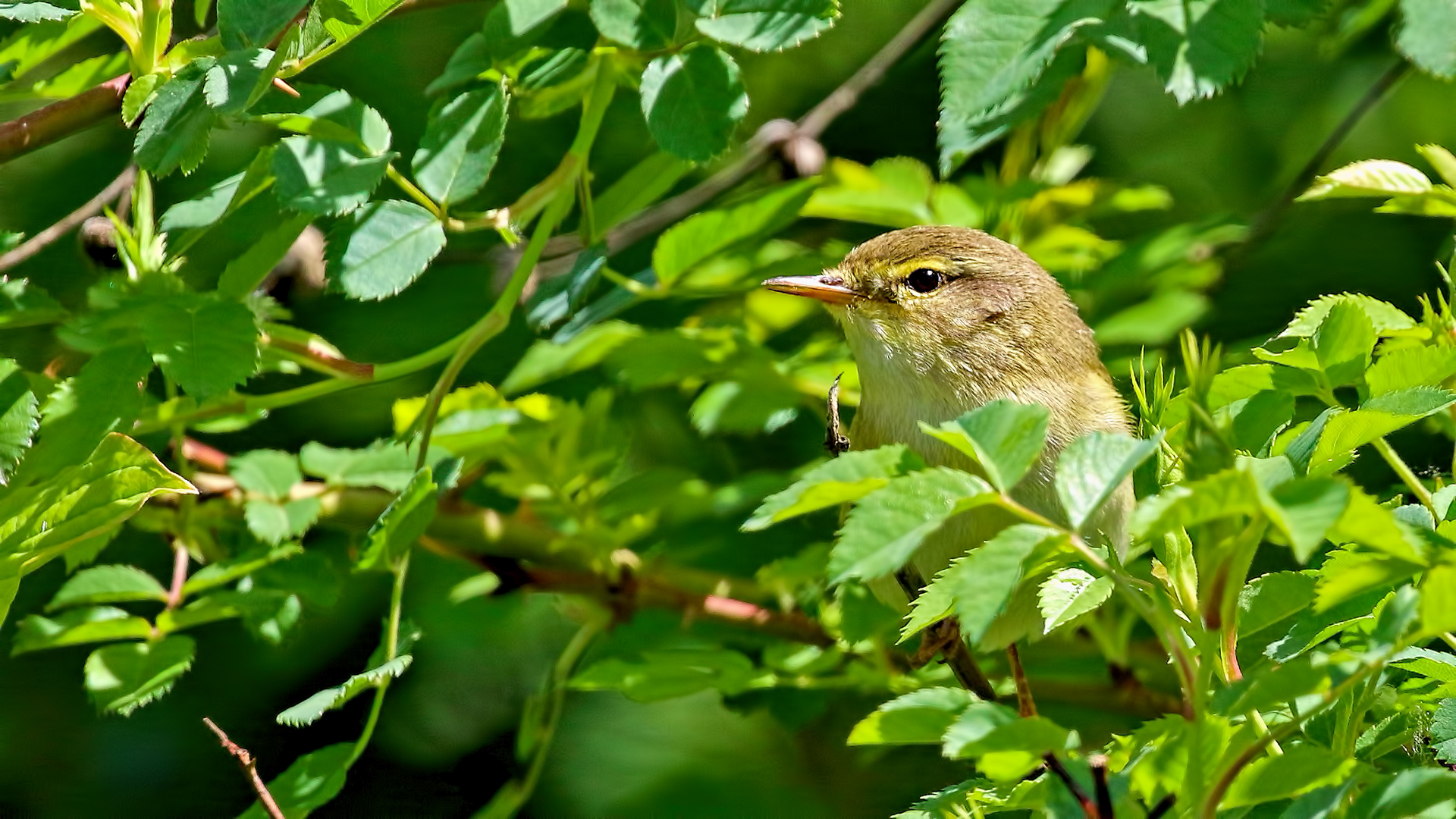 Common Chiffchaff — Ana fotoğraf