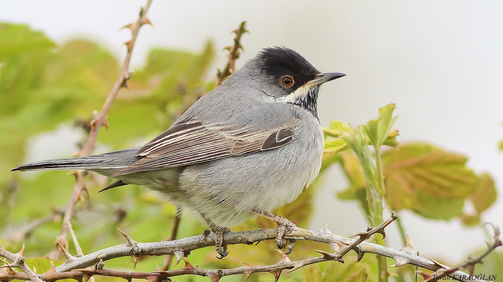 Rüppell's Warbler