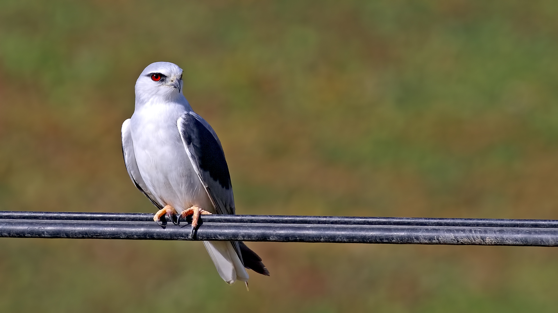 Black-winged Kite