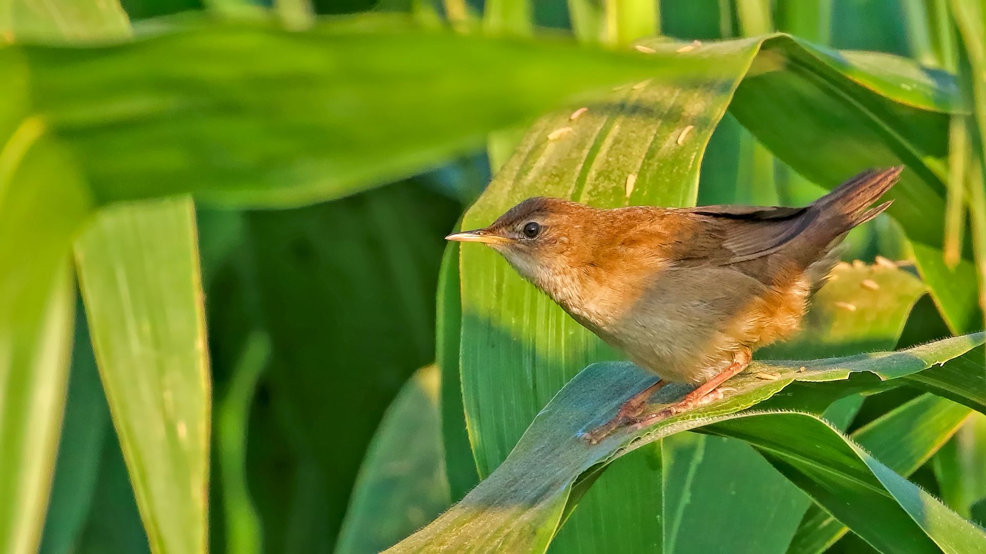 Savi's Warbler