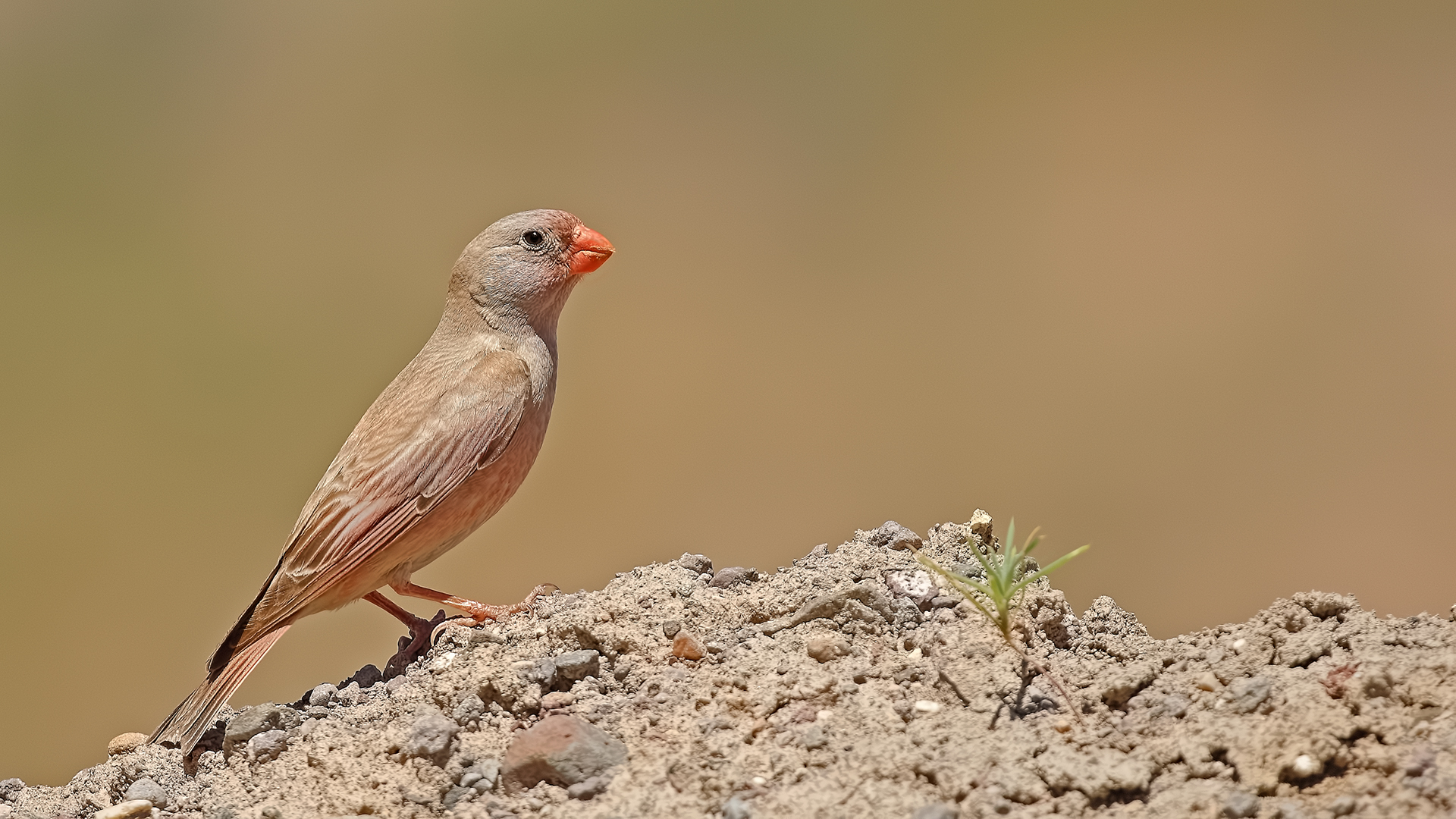 Trumpeter Finch — Ana fotoğraf