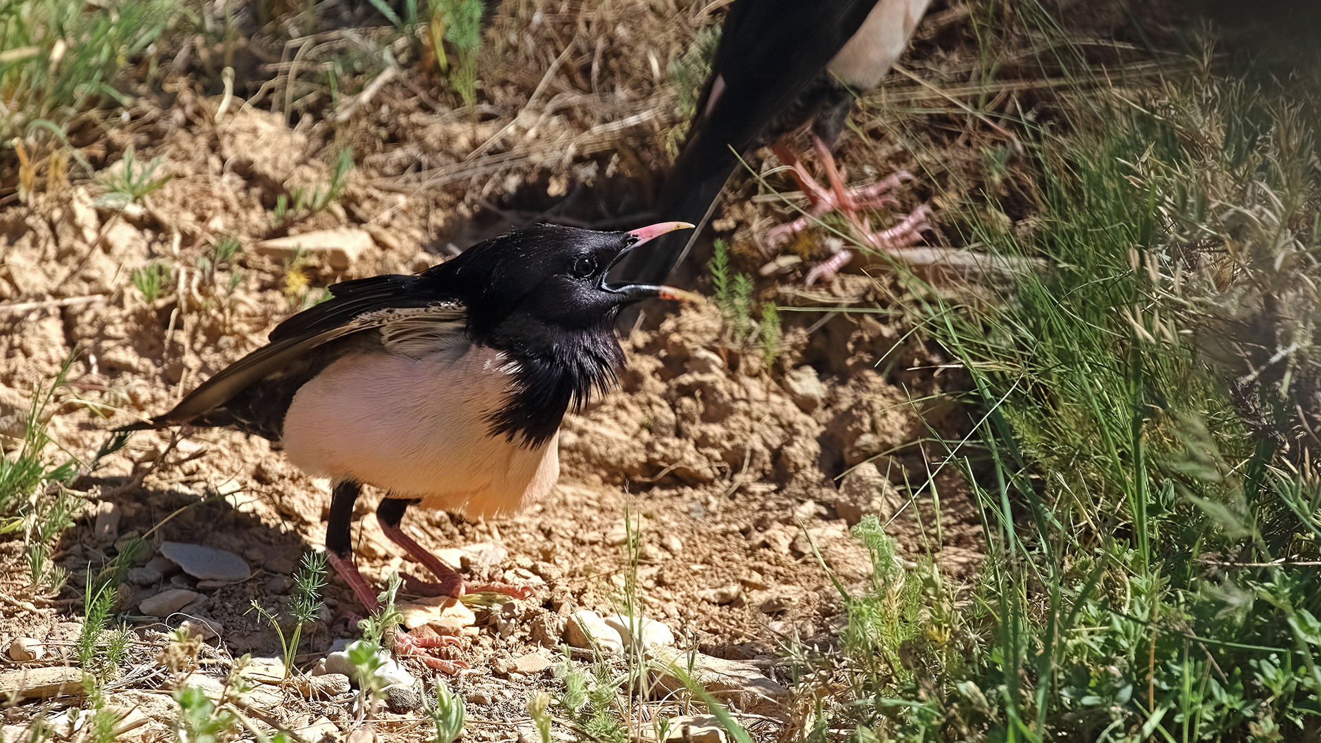 Rosy Starling