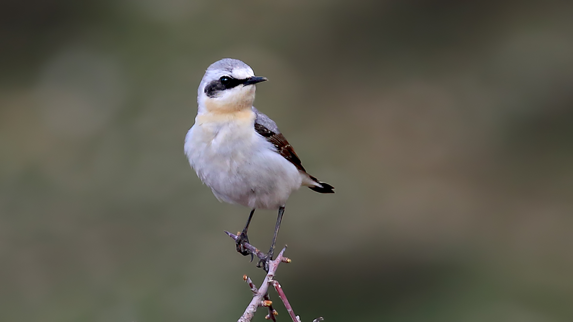Northern Wheatear