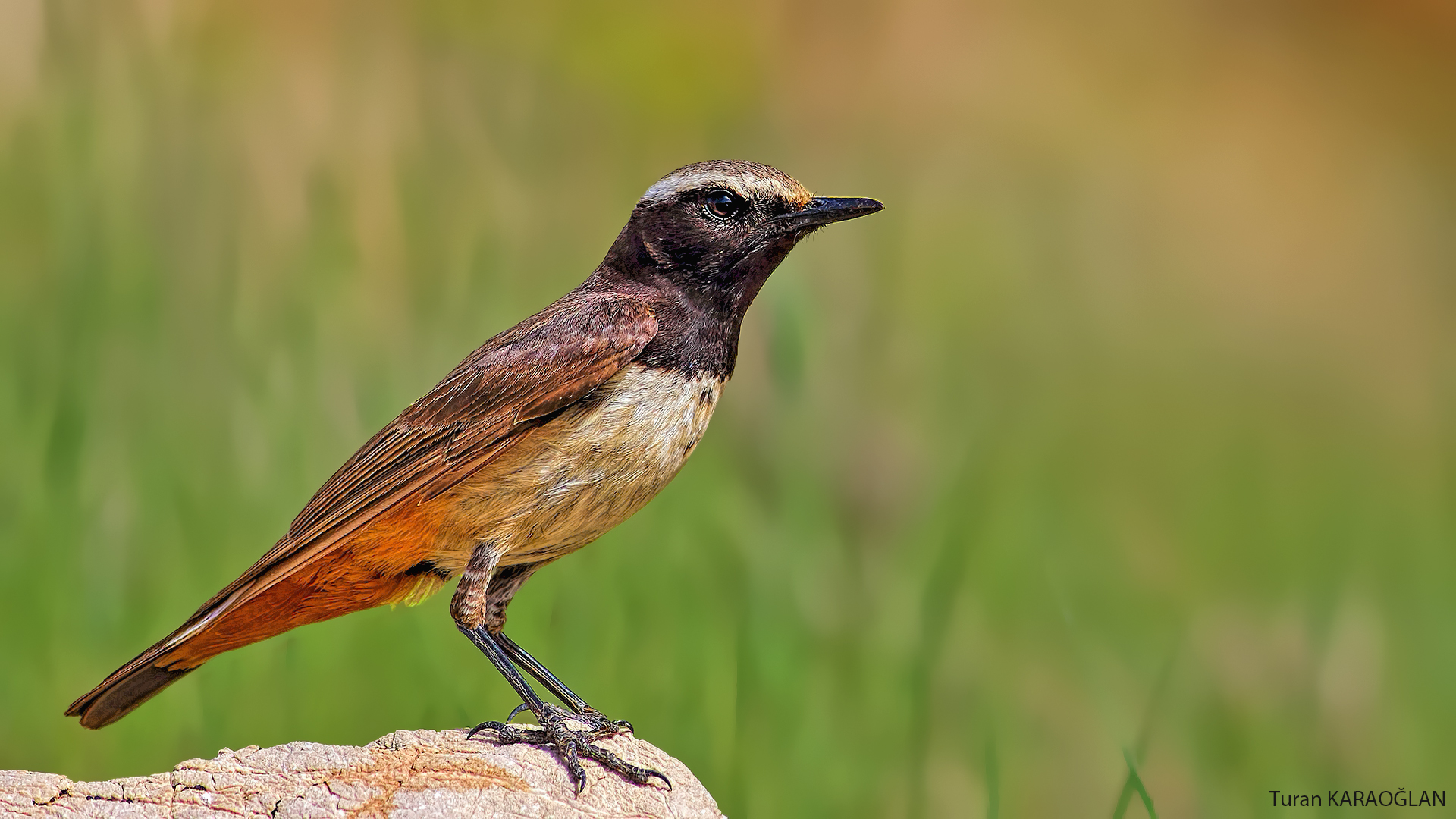 Kurdish Wheatear