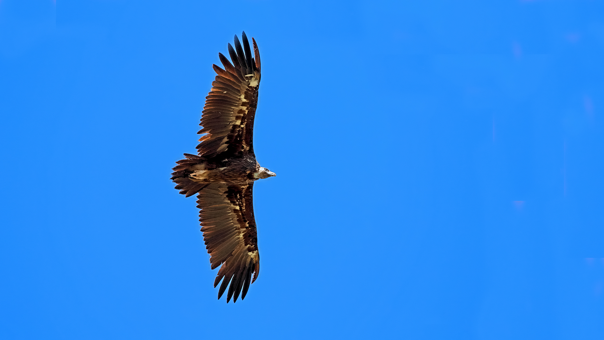 Cinereous Vulture