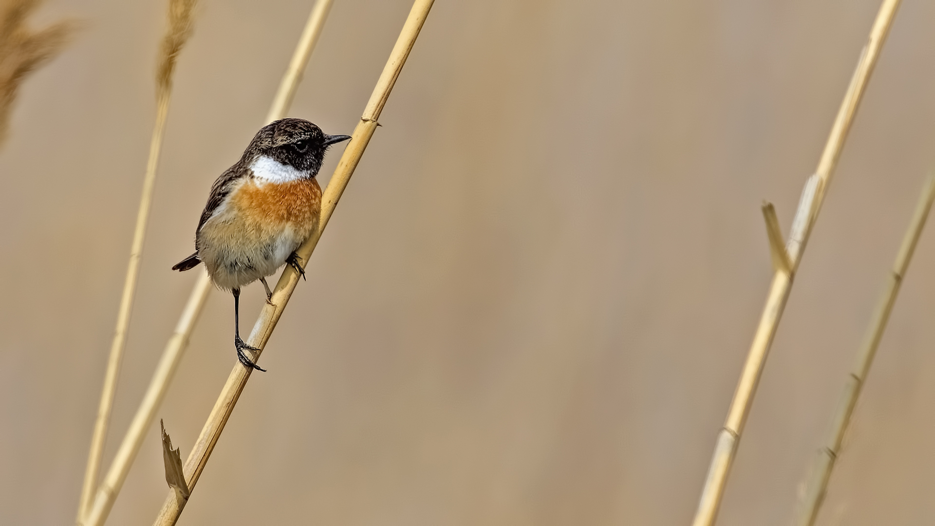 European Stonechat
