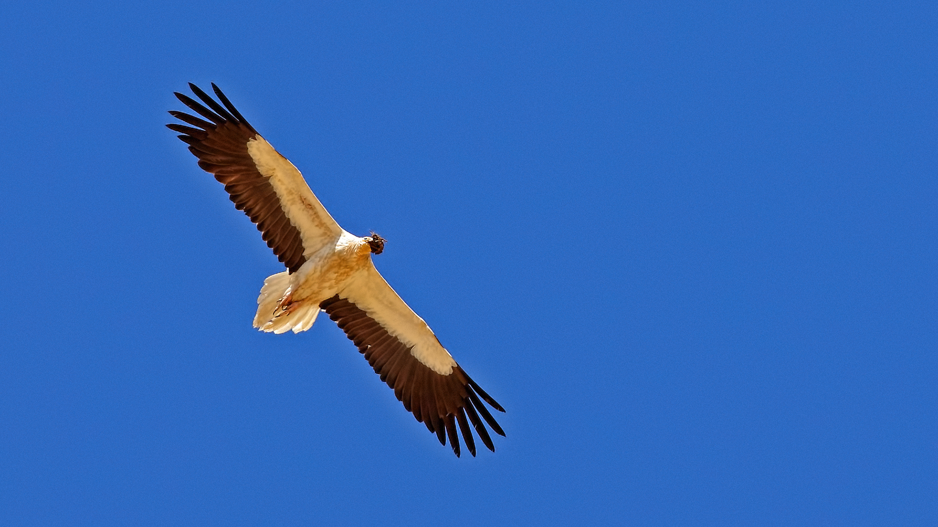 Egyptian Vulture