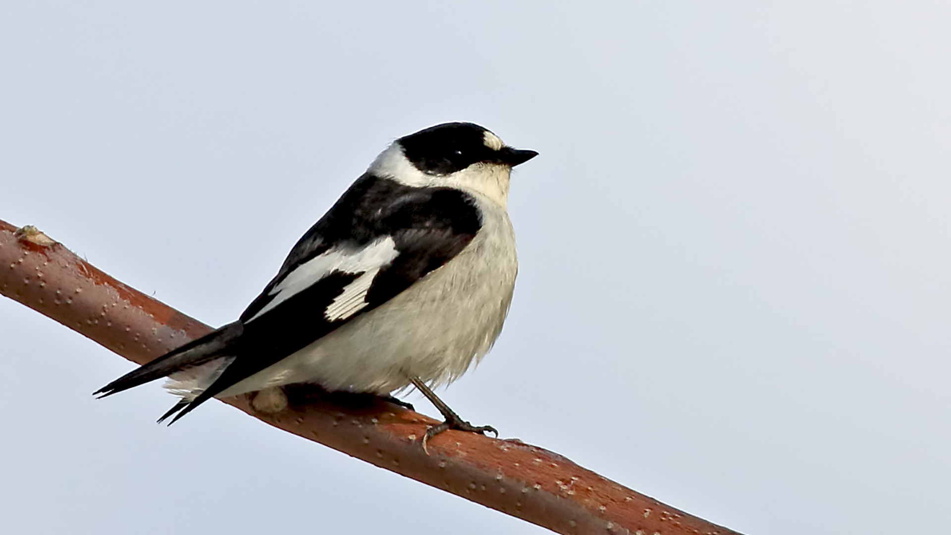 Collared Flycatcher
