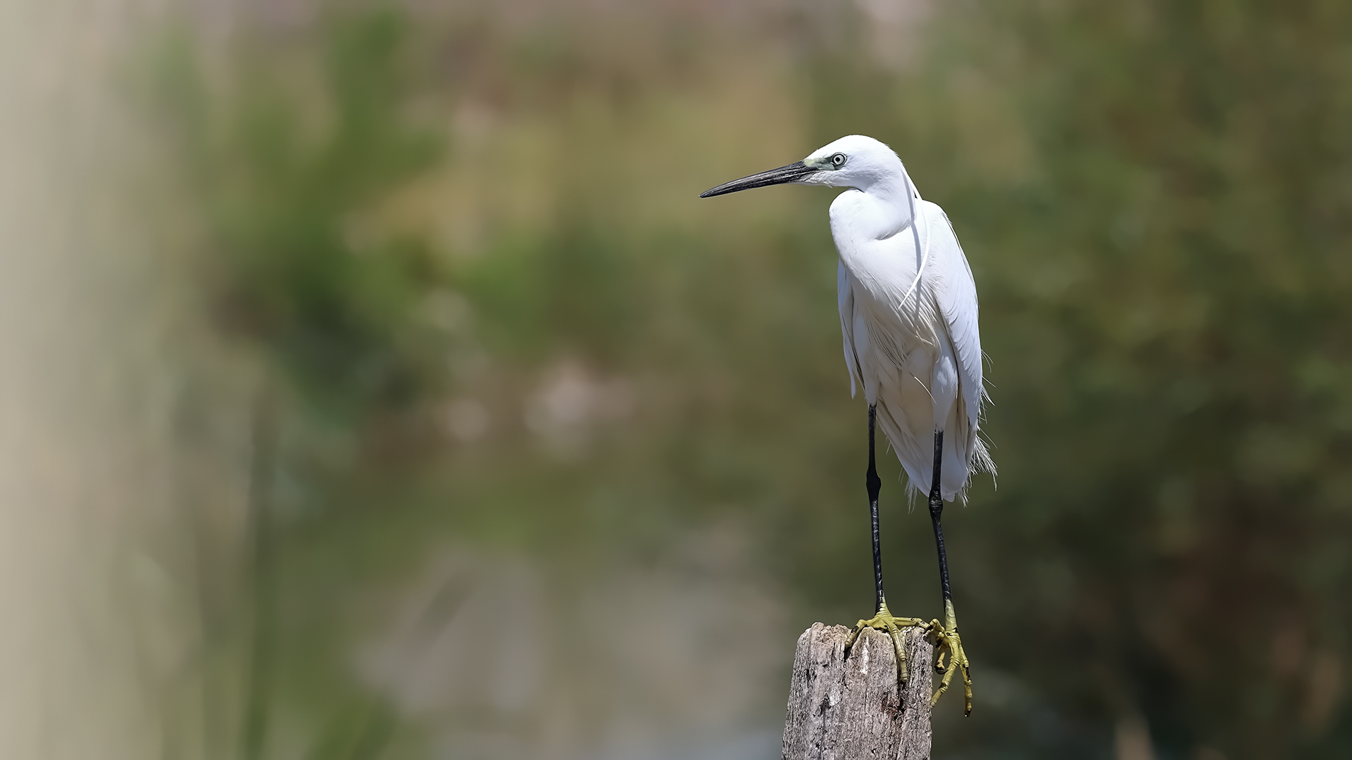 Little Egret