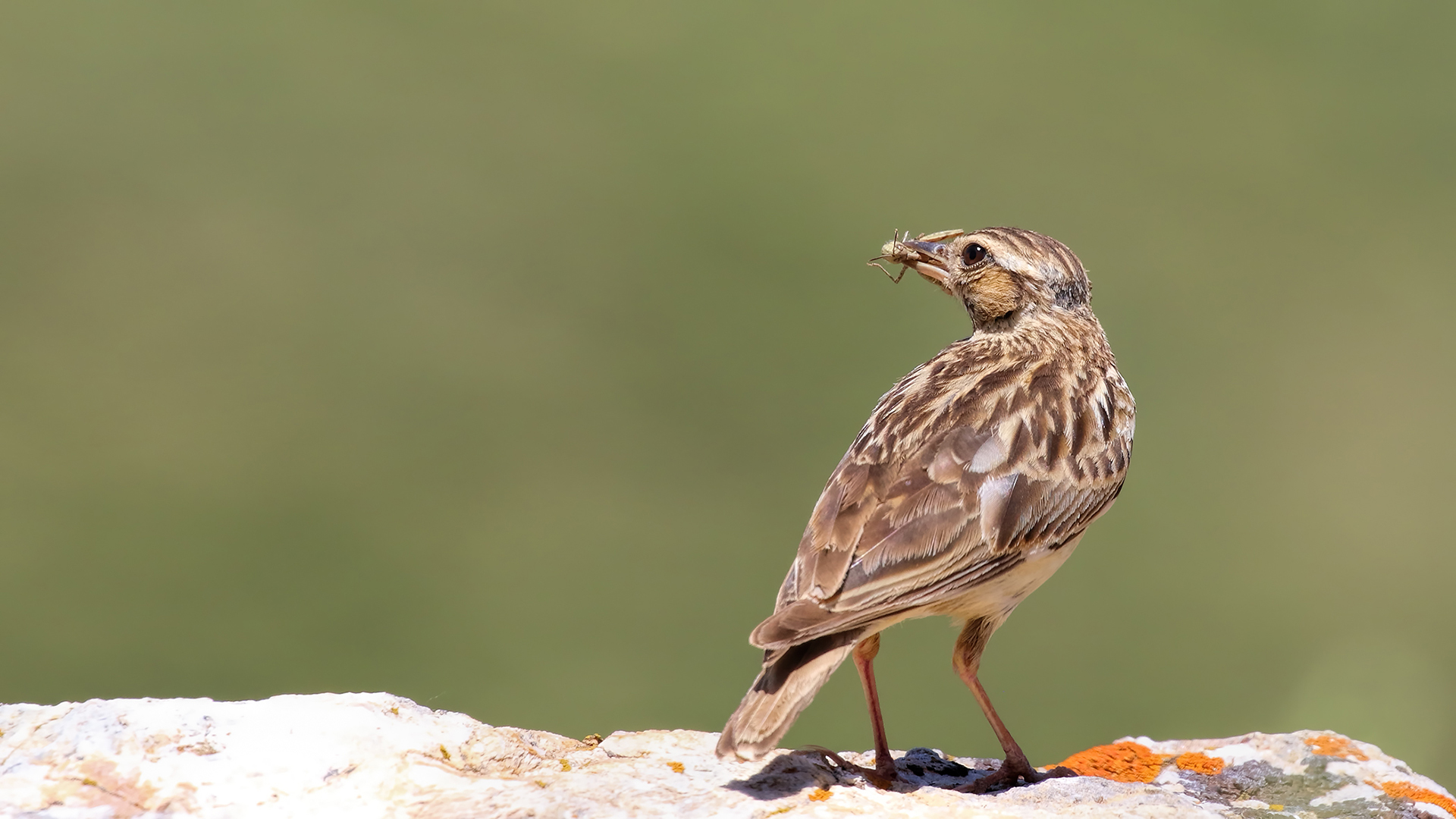 Wood Lark
