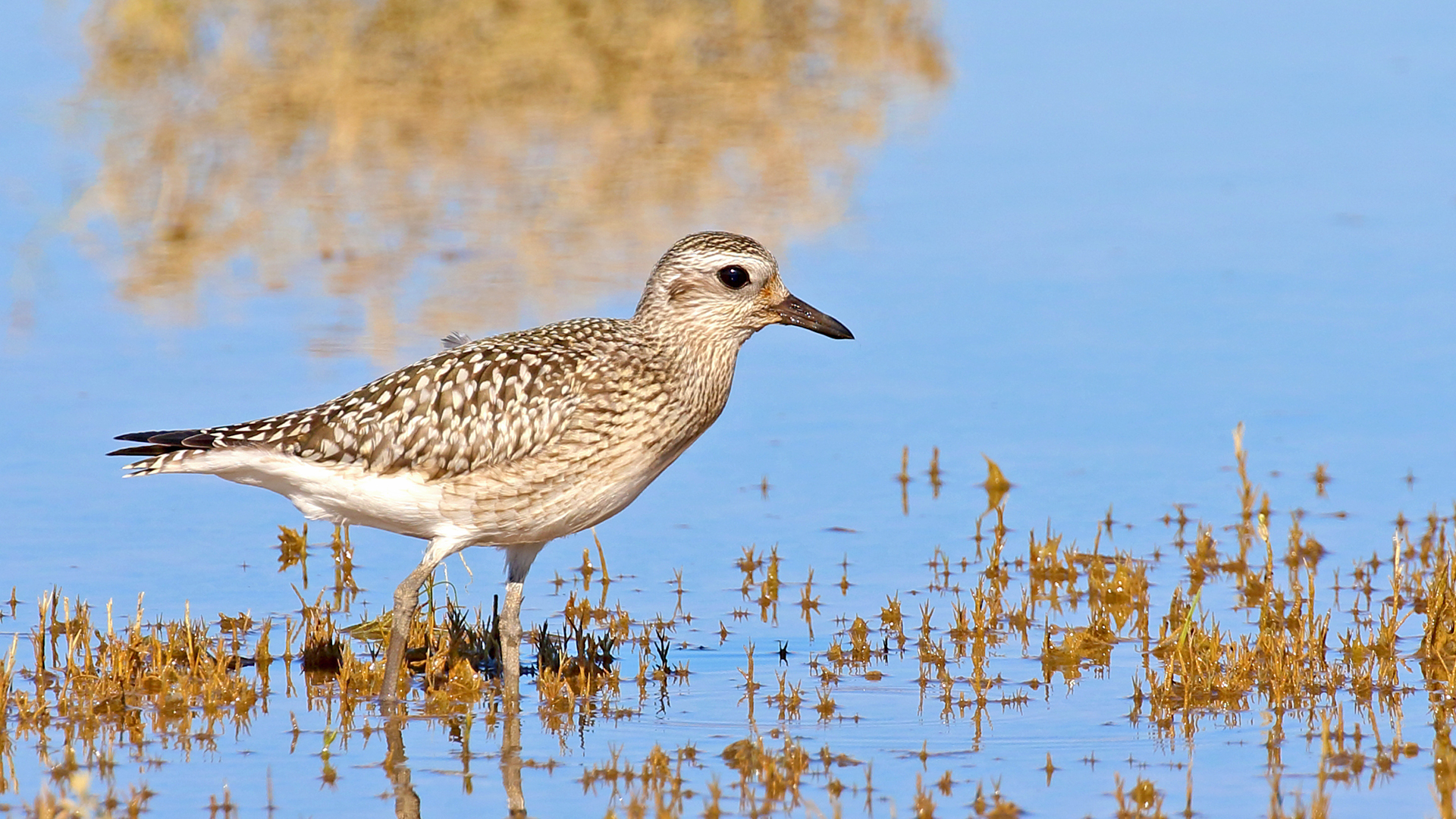 Black-bellied Plover