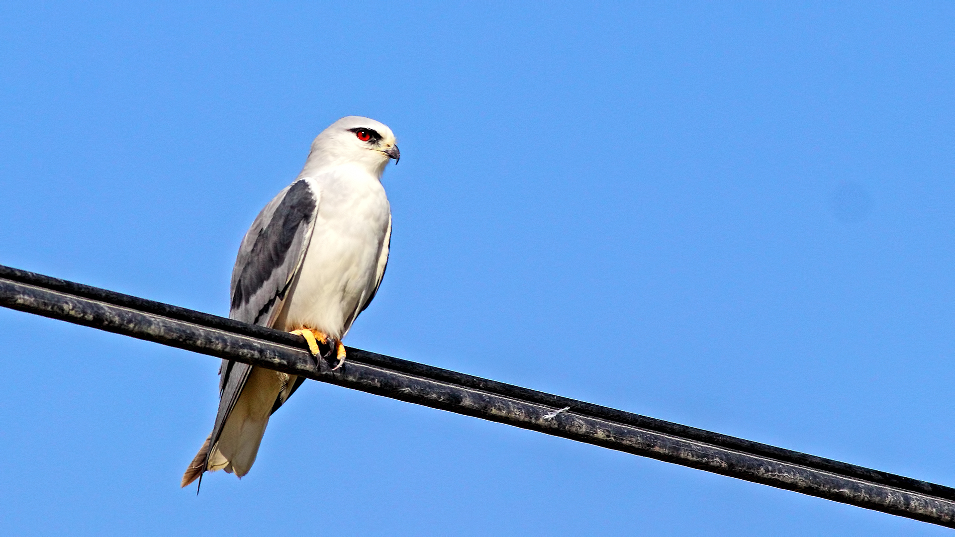 Black-winged Kite — Ana fotoğraf
