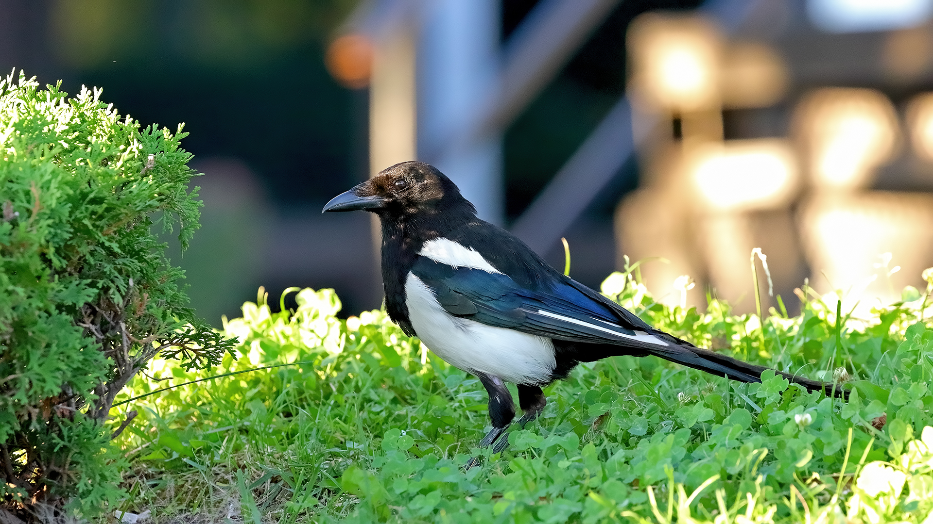Eurasian Magpie — Ana fotoğraf