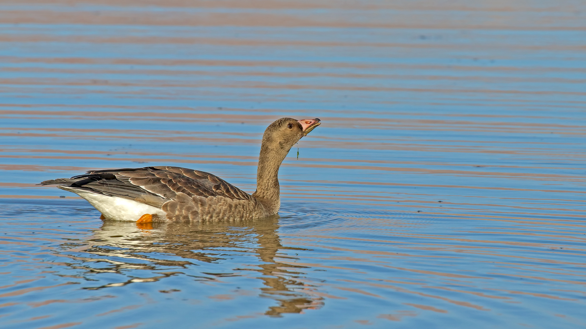 Greater White-fronted Goose