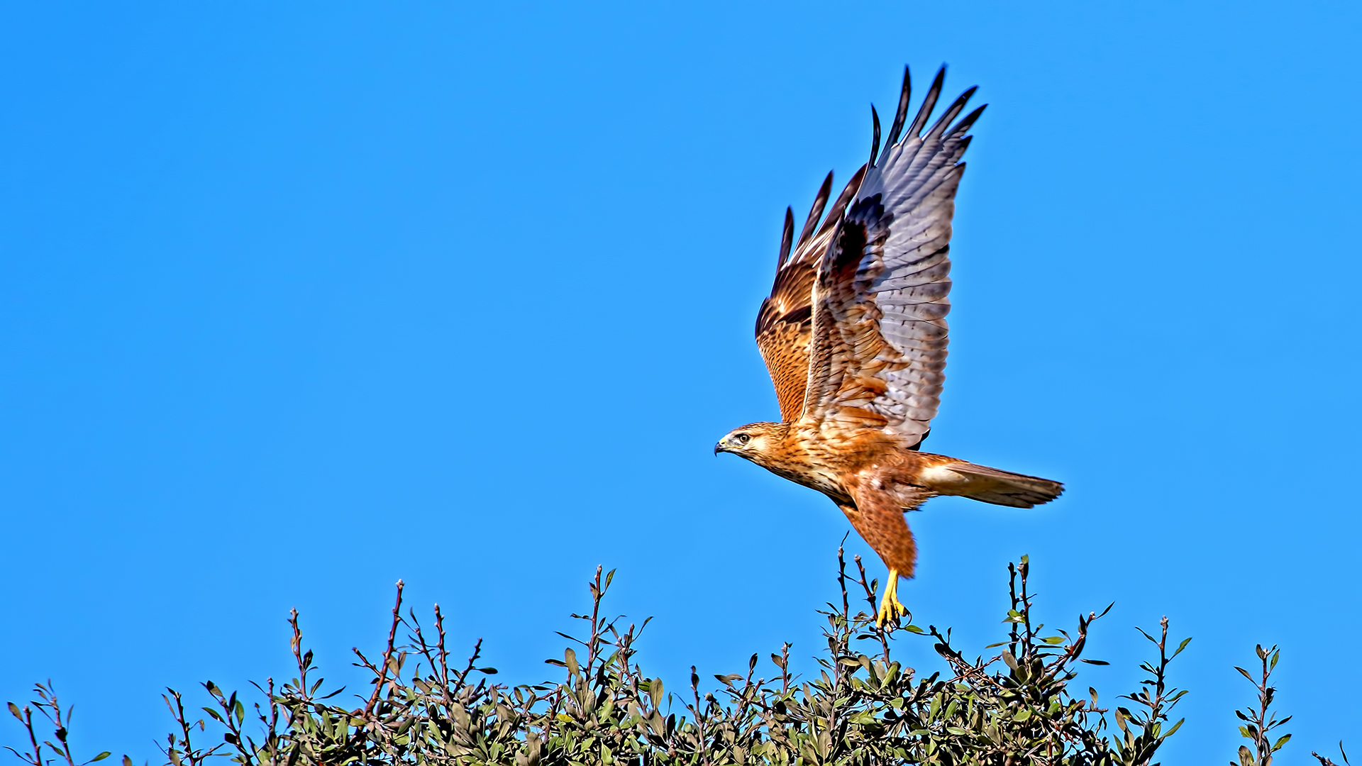 Long-legged Buzzard