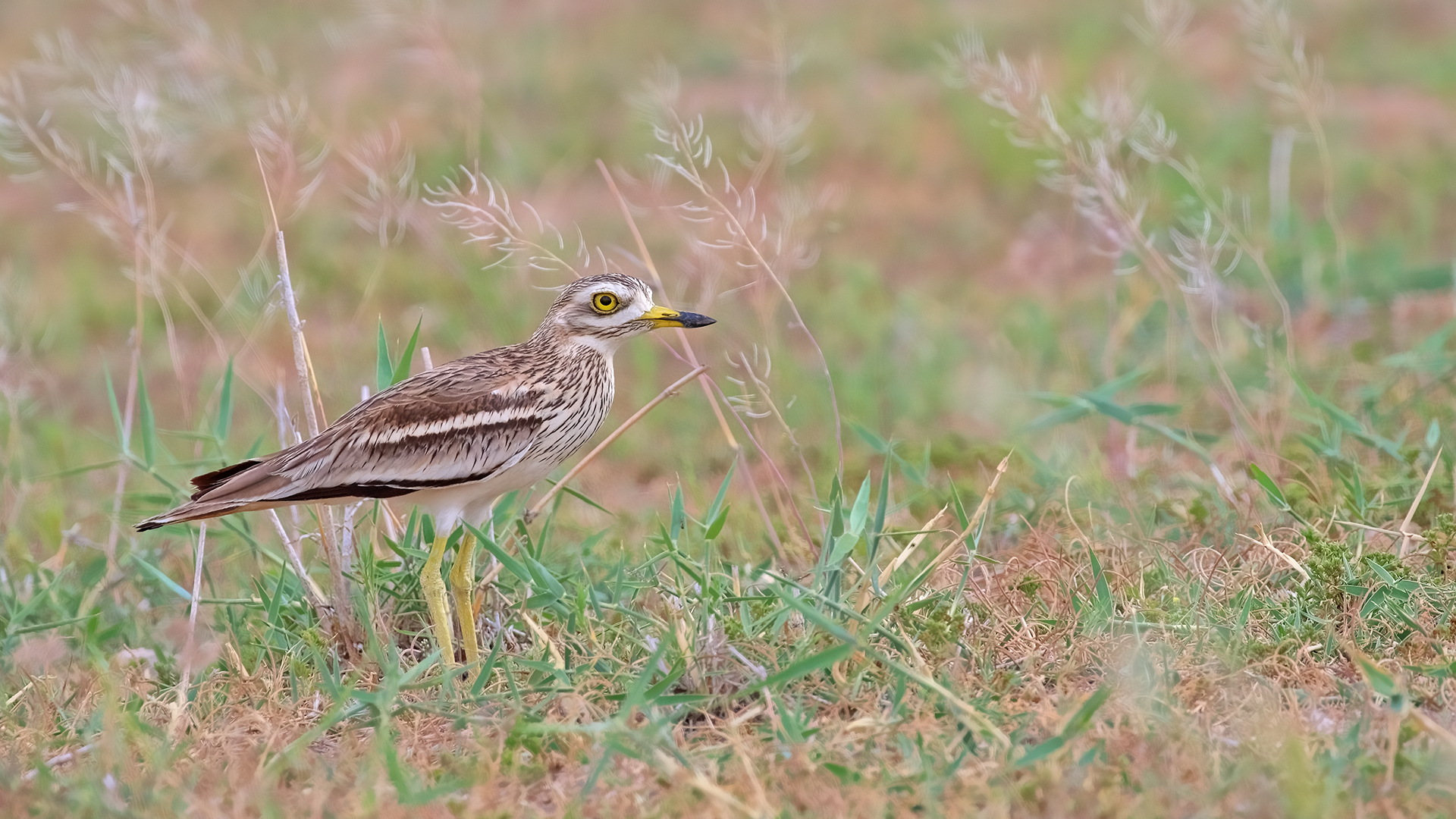 Eurasian Thick-knee — Ana fotoğraf