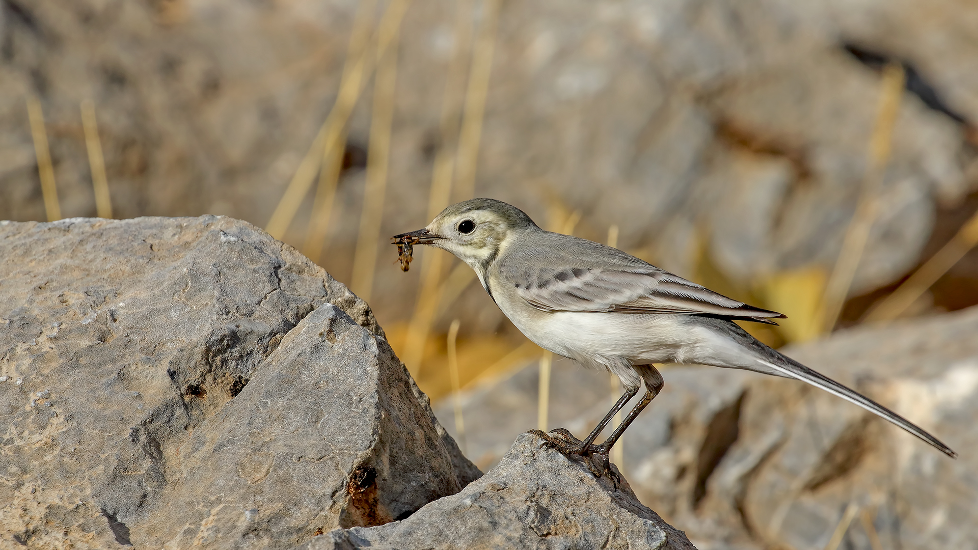 White Wagtail