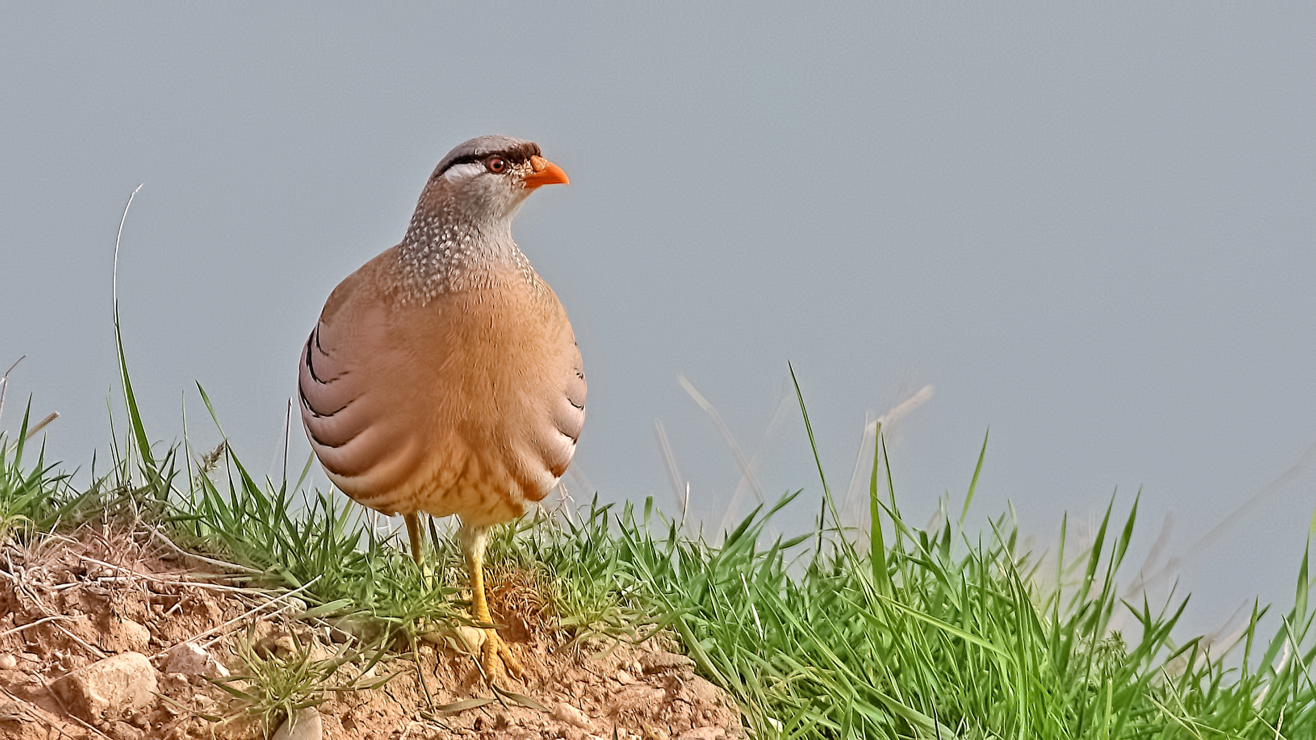 See-see Partridge